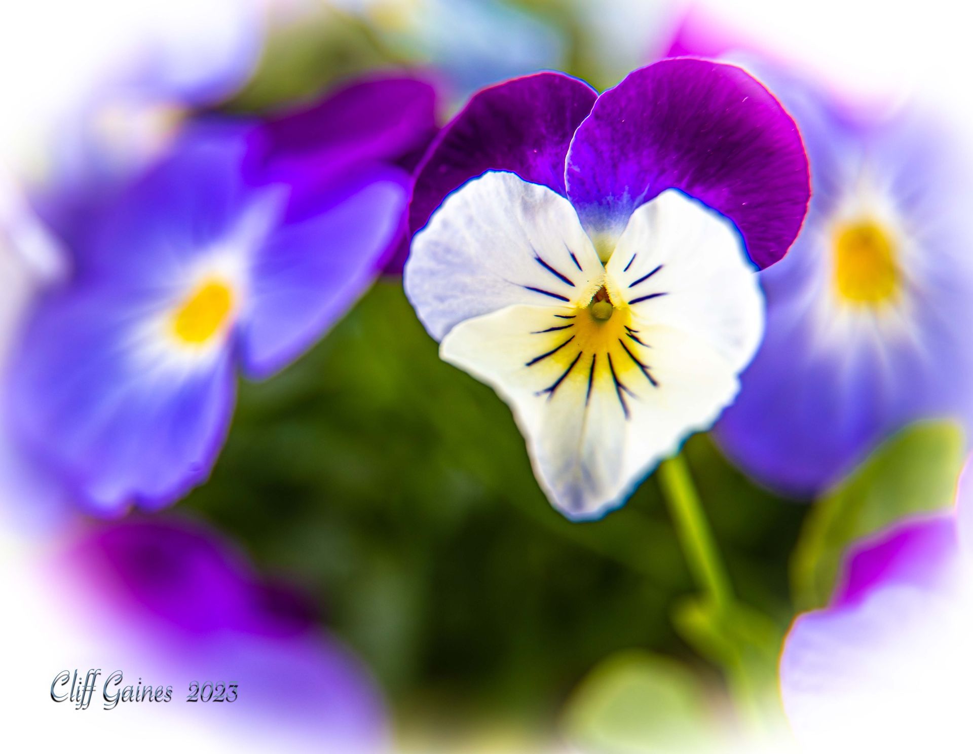 A close up of a purple and white flower with a yellow center
