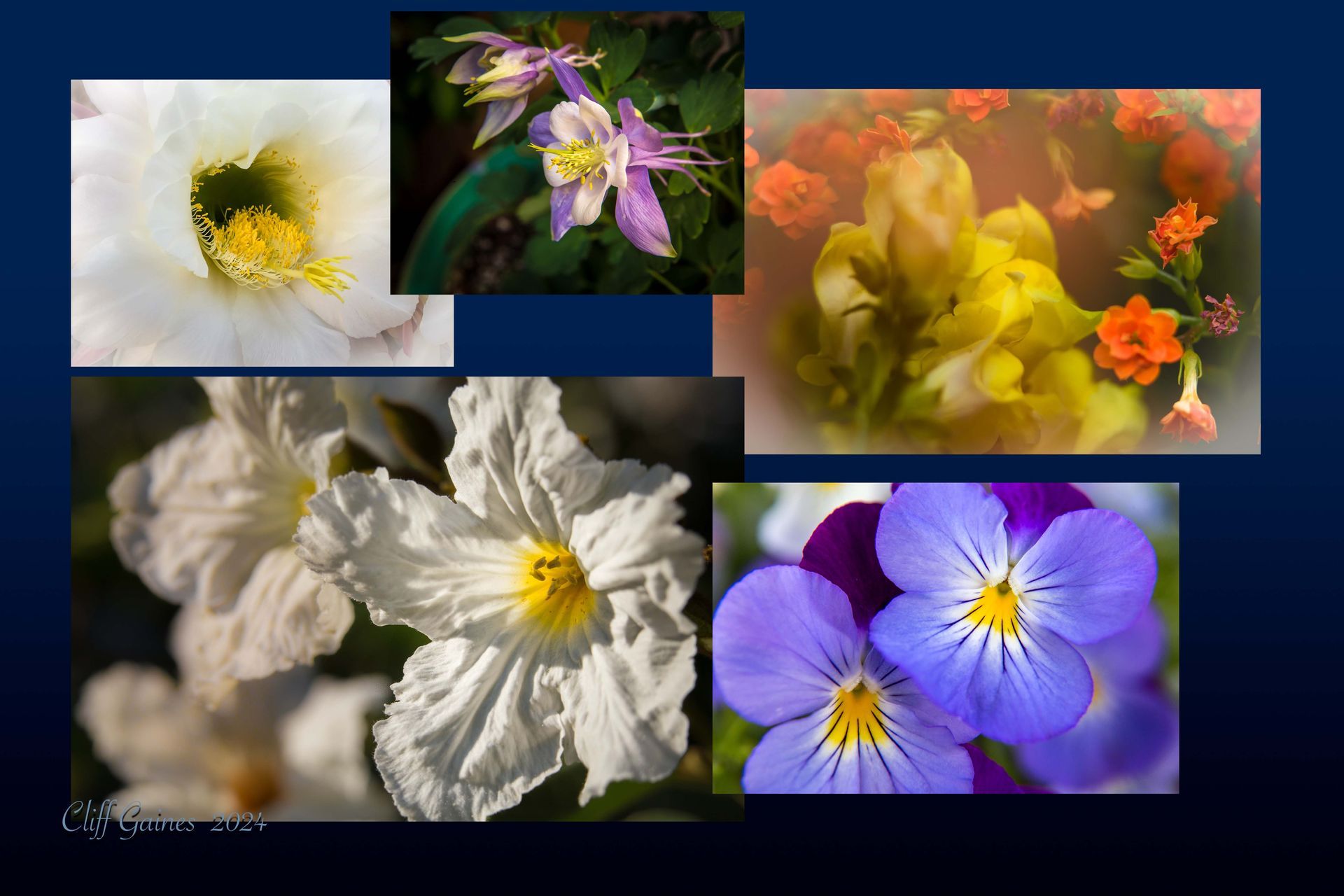 A collage of different types of flowers on a blue background
