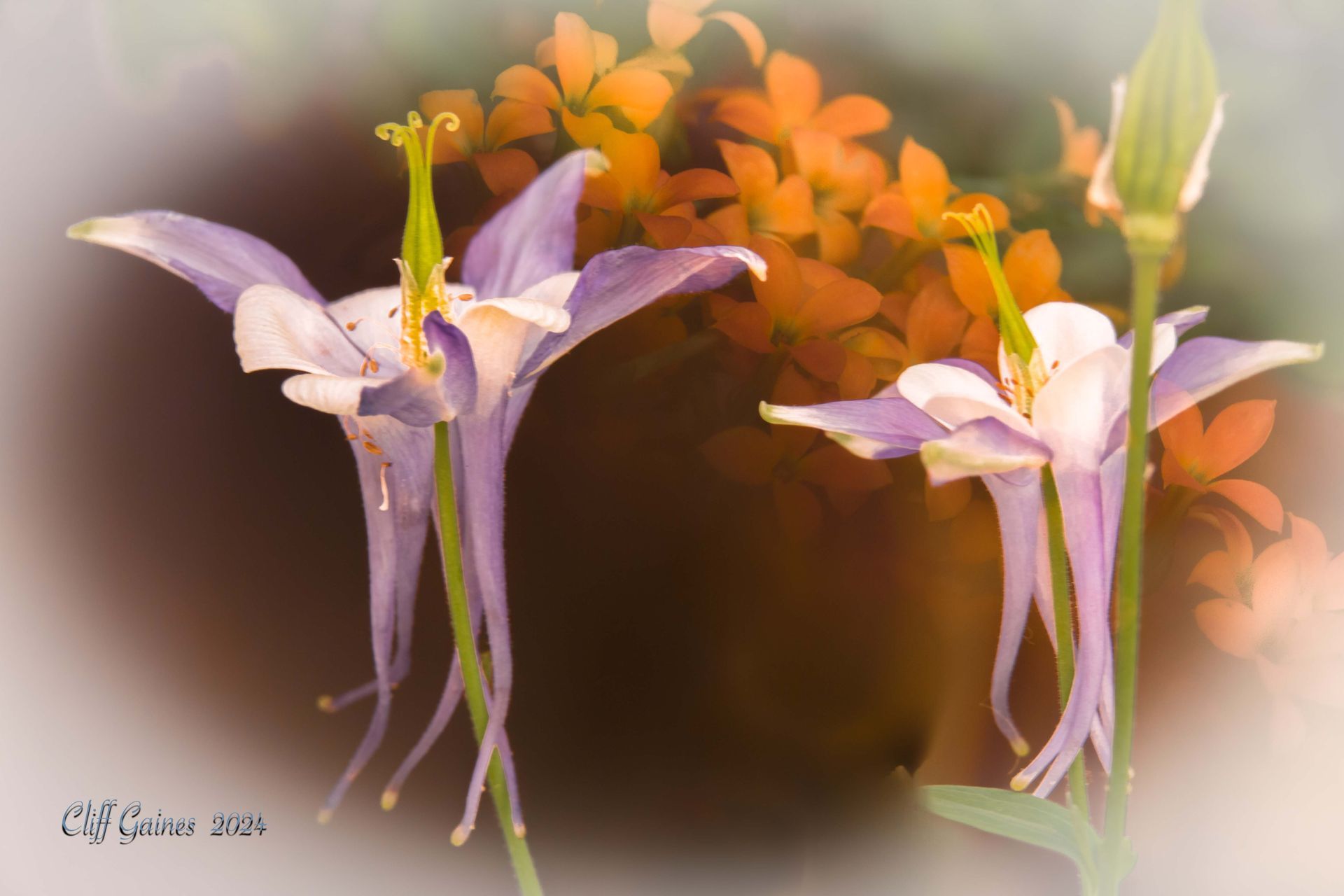 Purple and white flowers with a brown background and a watermark that says ' chris ross ' on it