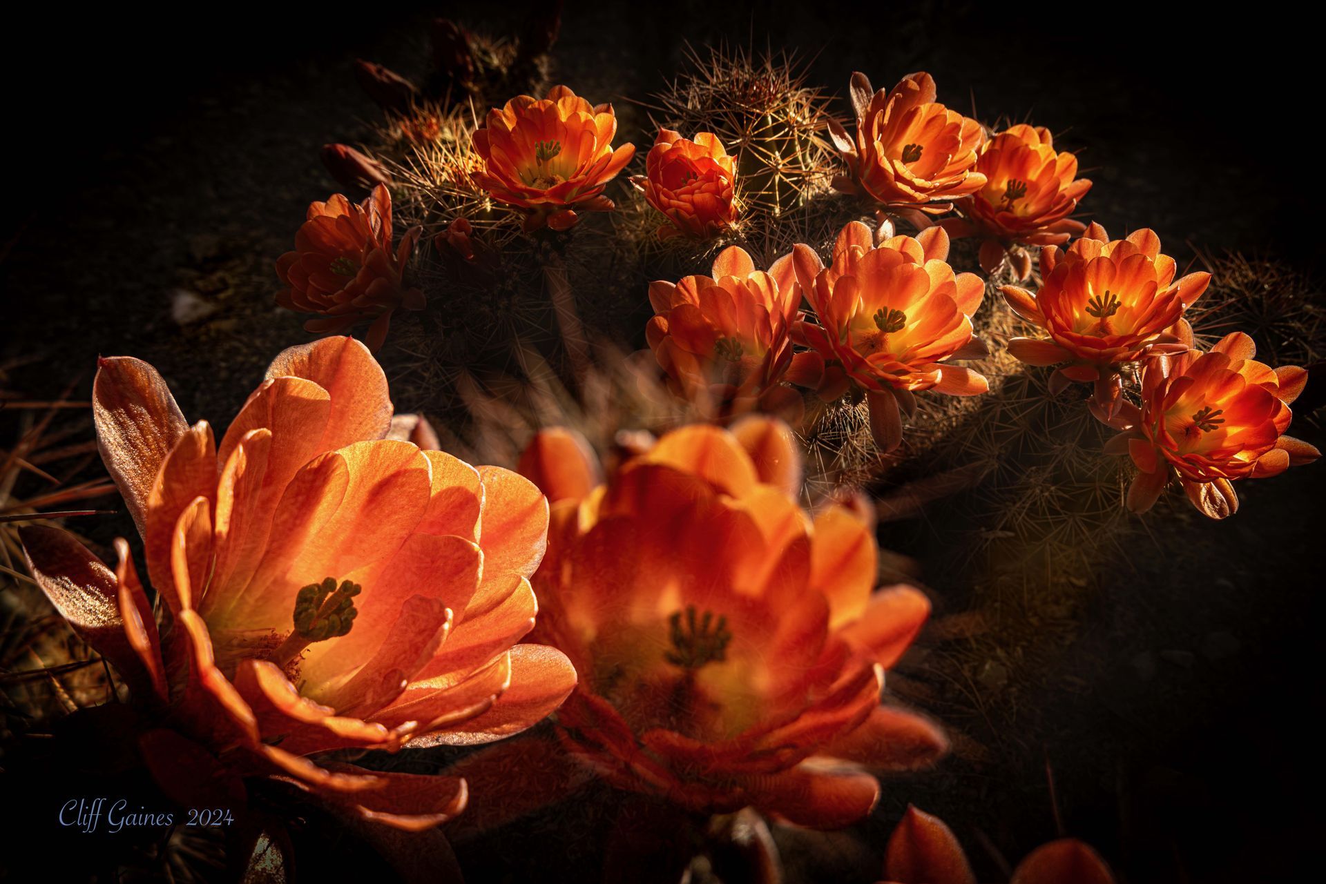 A bunch of orange flowers on a dark background