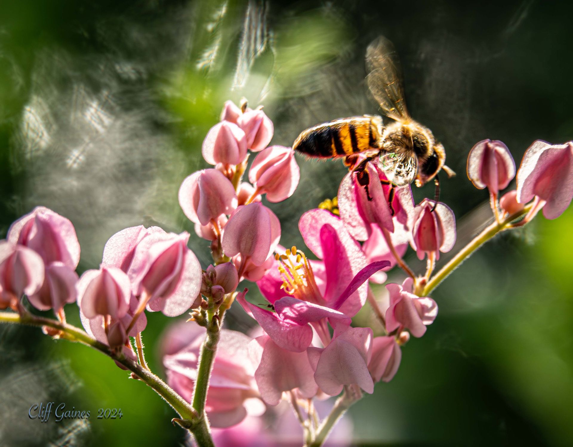 A bee is sitting on a pink flower.