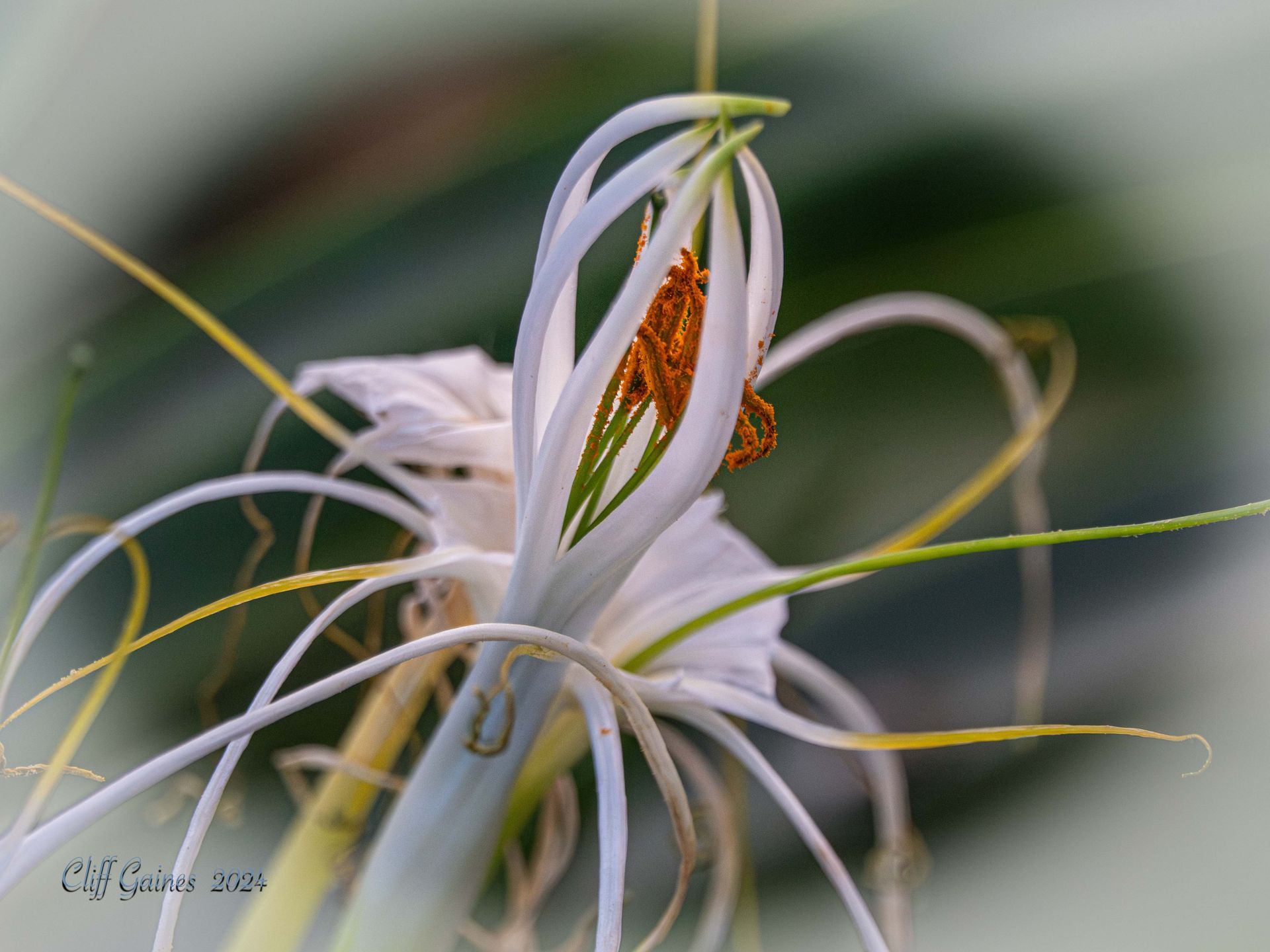A close up of a white flower with a yellow center