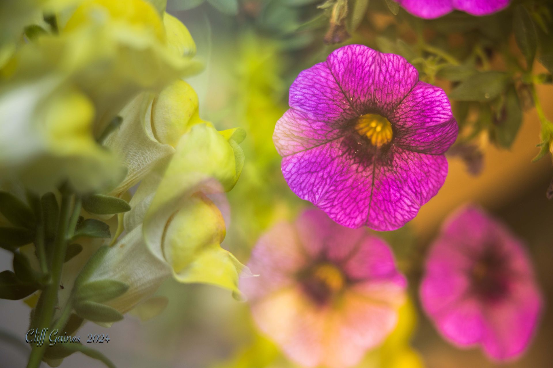 A close up of a purple flower with a yellow center surrounded by other flowers.