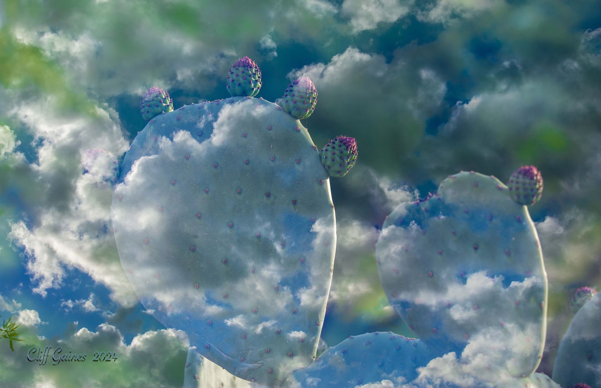 A couple of cactus plants against a cloudy sky.