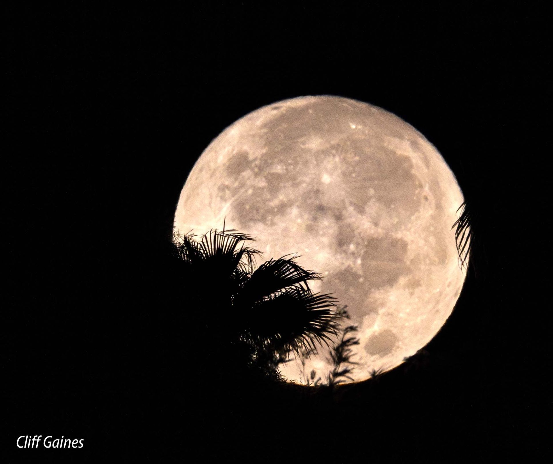 A full moon with a palm tree in the foreground