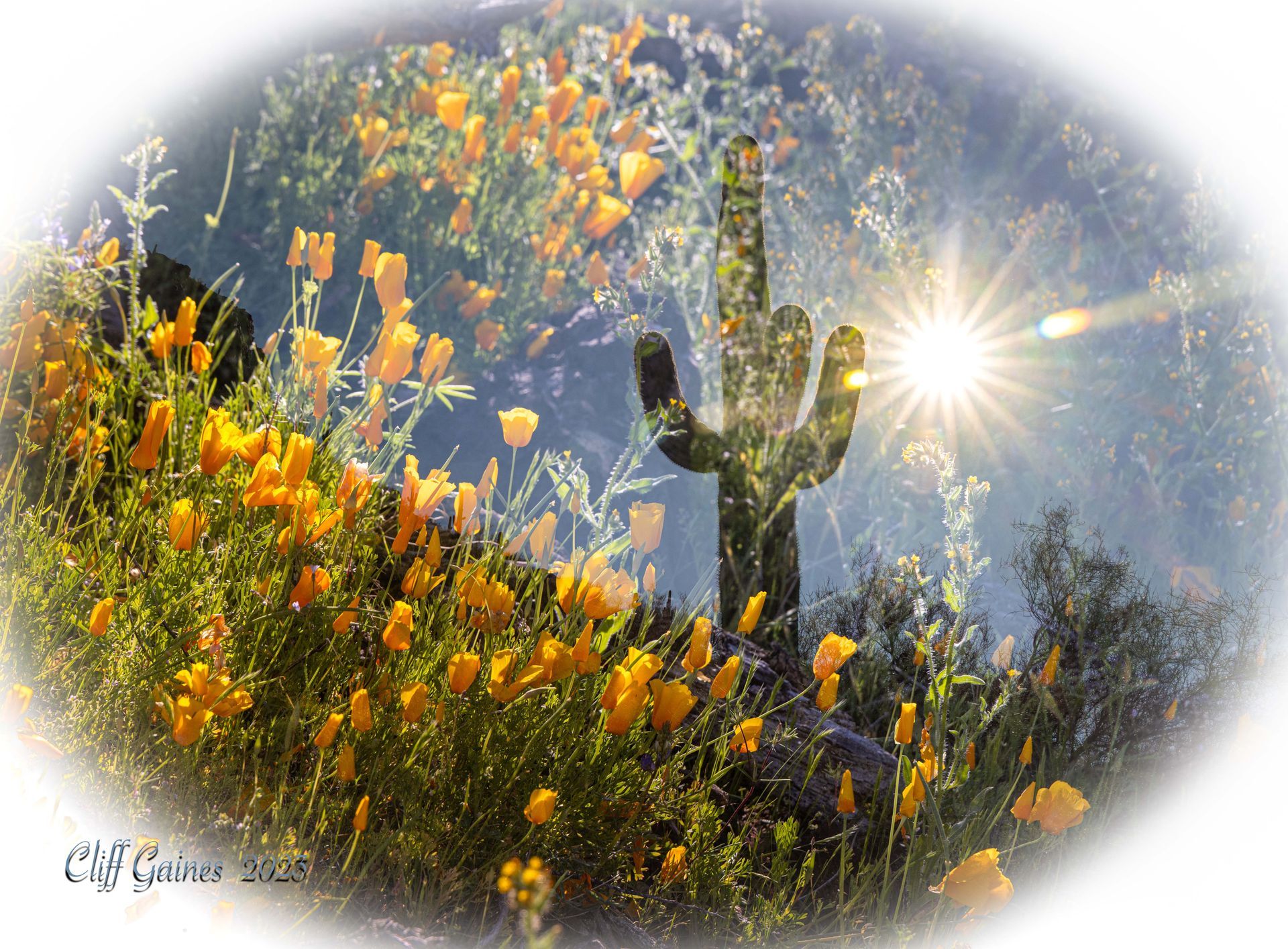 A picture of a cactus surrounded by yellow flowers
