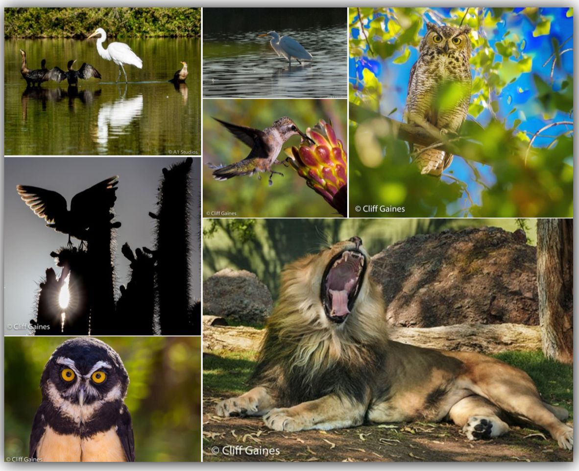 A collage of pictures of birds , owls , a lion and a hummingbird.