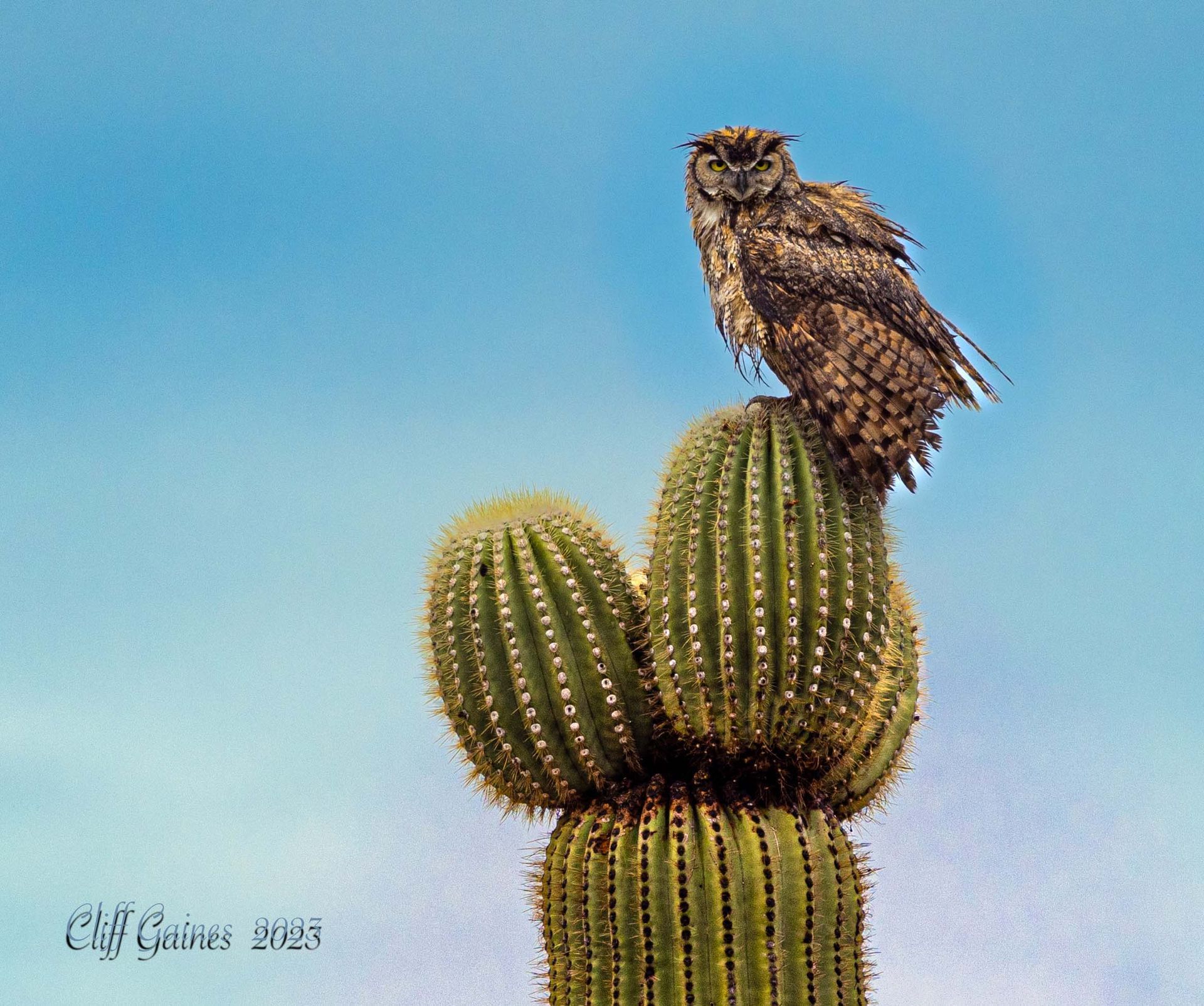 An owl perched on top of a saguaro cactus