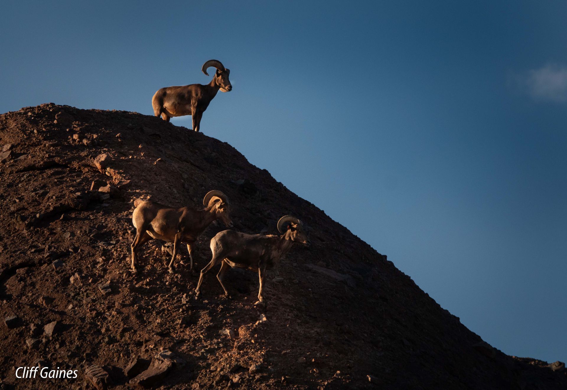 A group of sheep standing on top of a rocky hill.