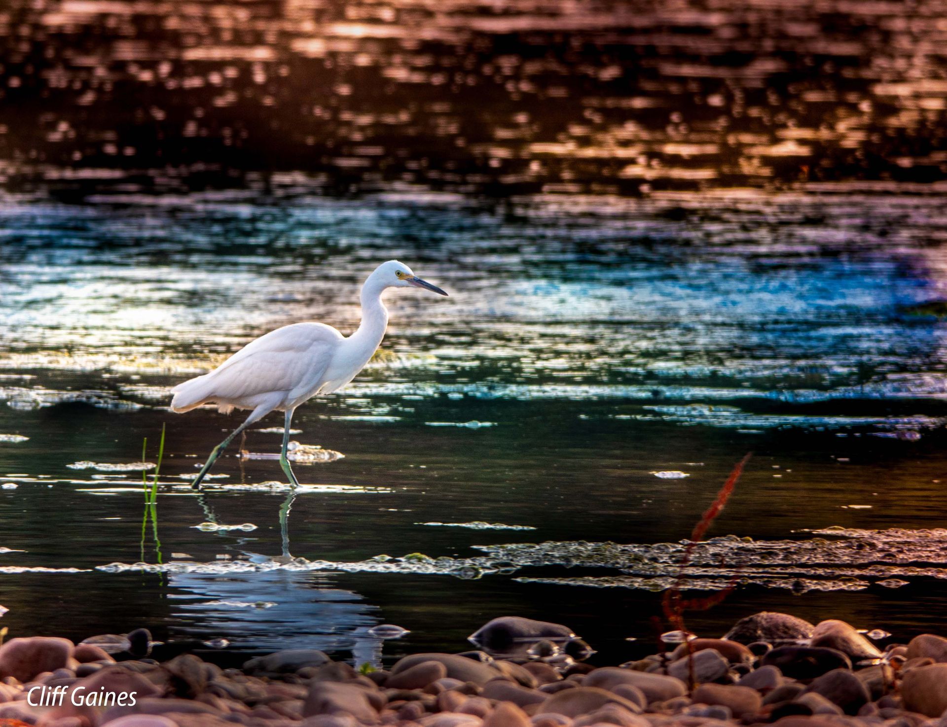 A white bird is standing in the middle of a river.
