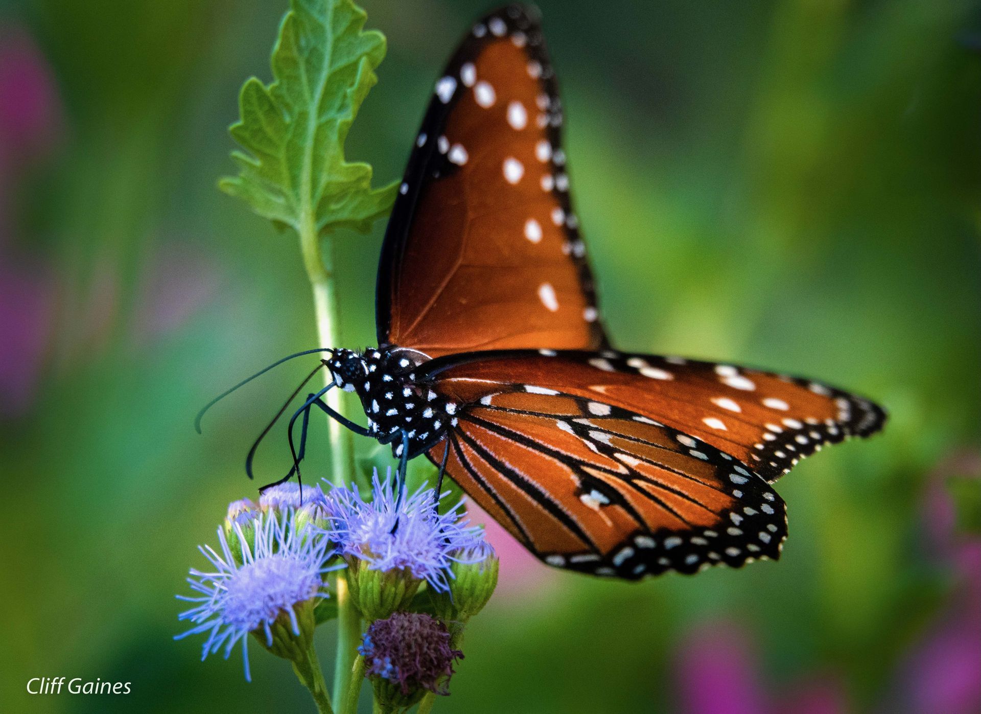 A butterfly is perched on a purple flower