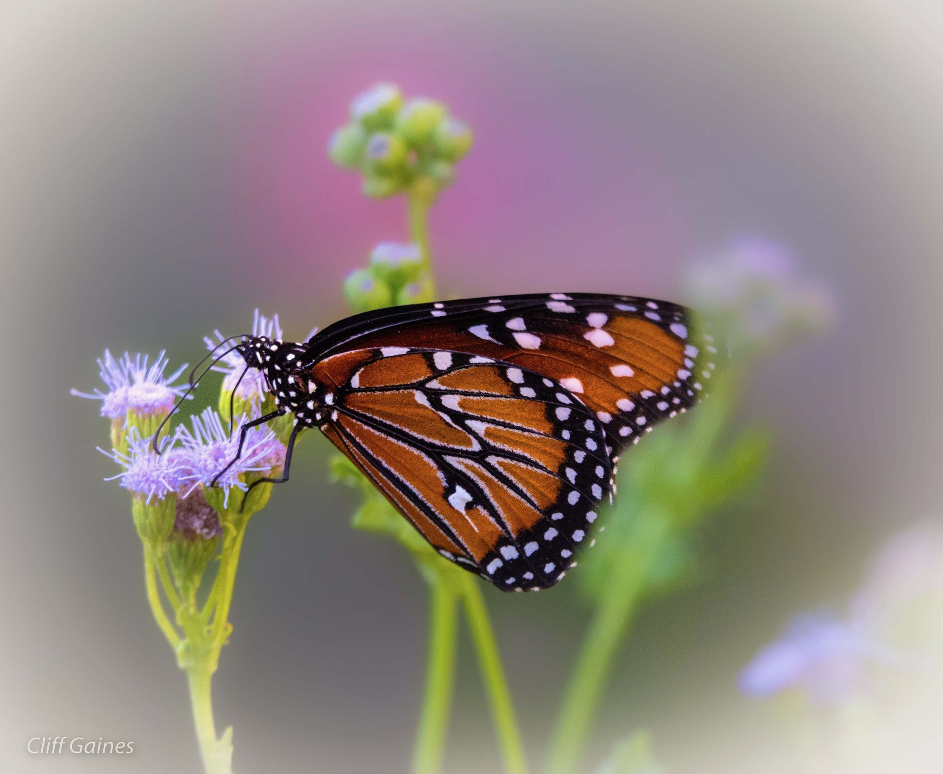 A monarch butterfly is perched on a purple flower