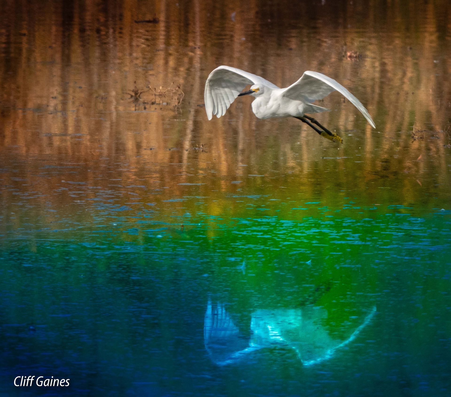 A white bird is flying over a body of water.