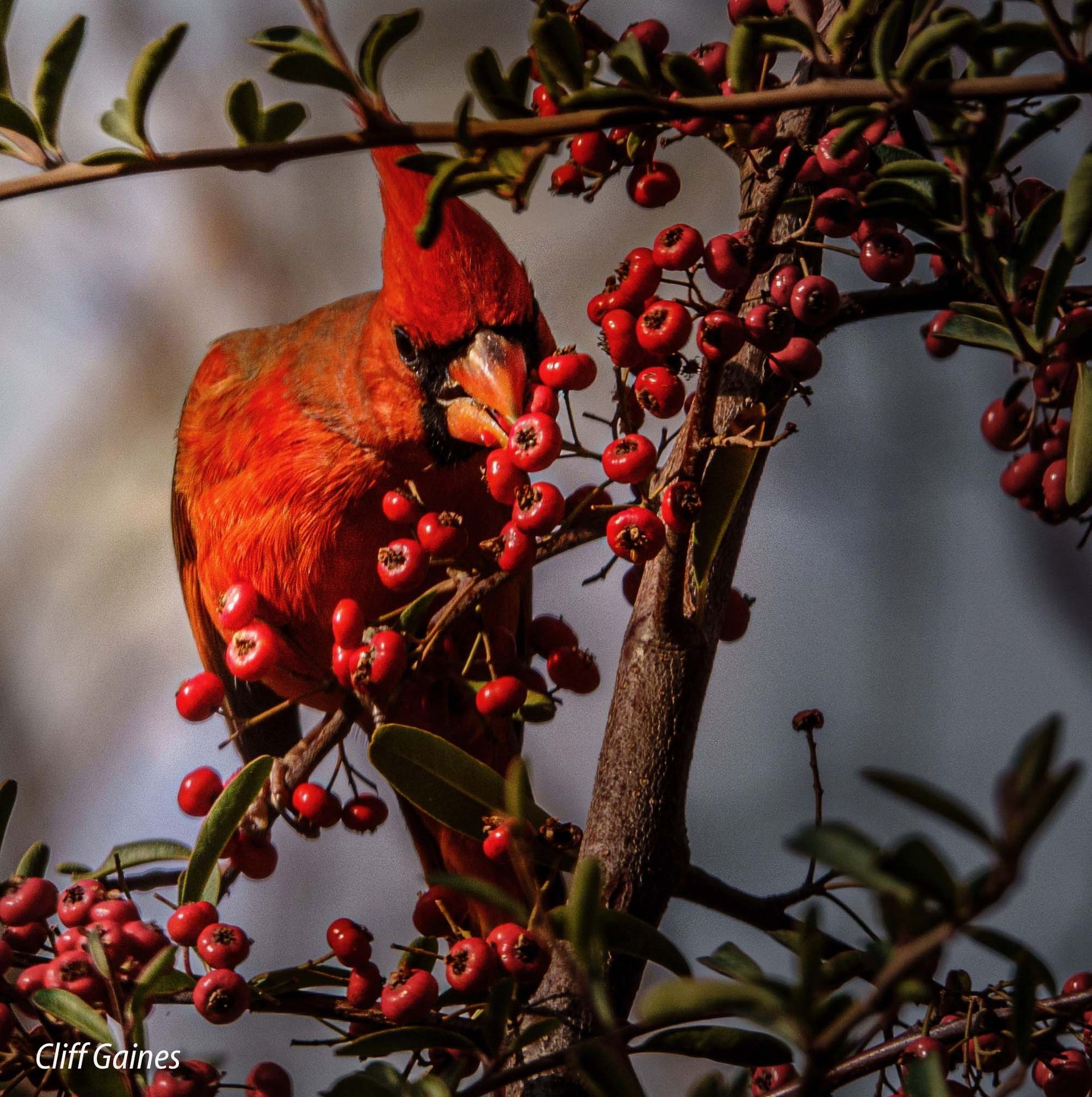 A red bird eating a red fruit