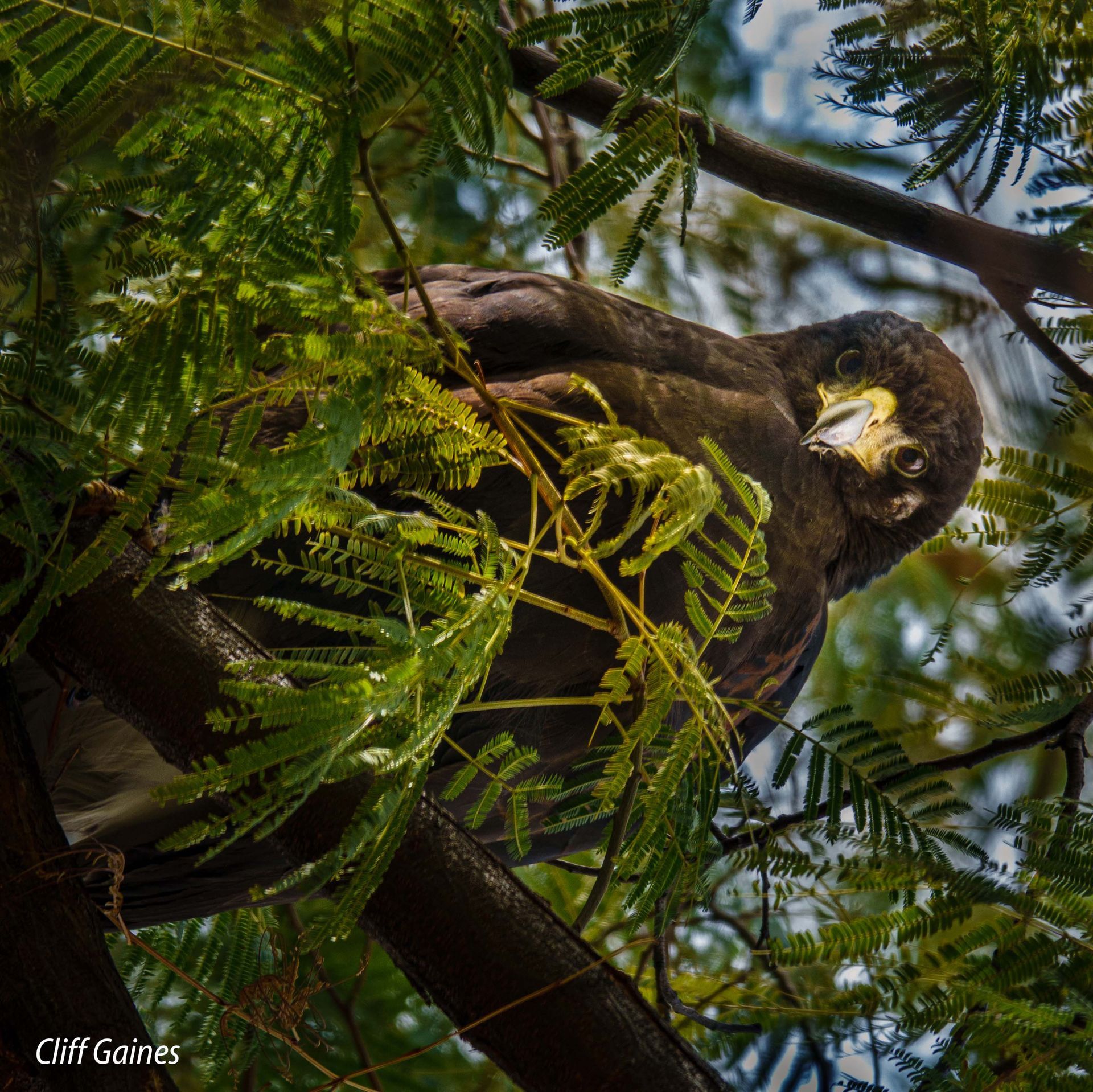 A bird is perched on a tree branch with cliff goines written on the bottom