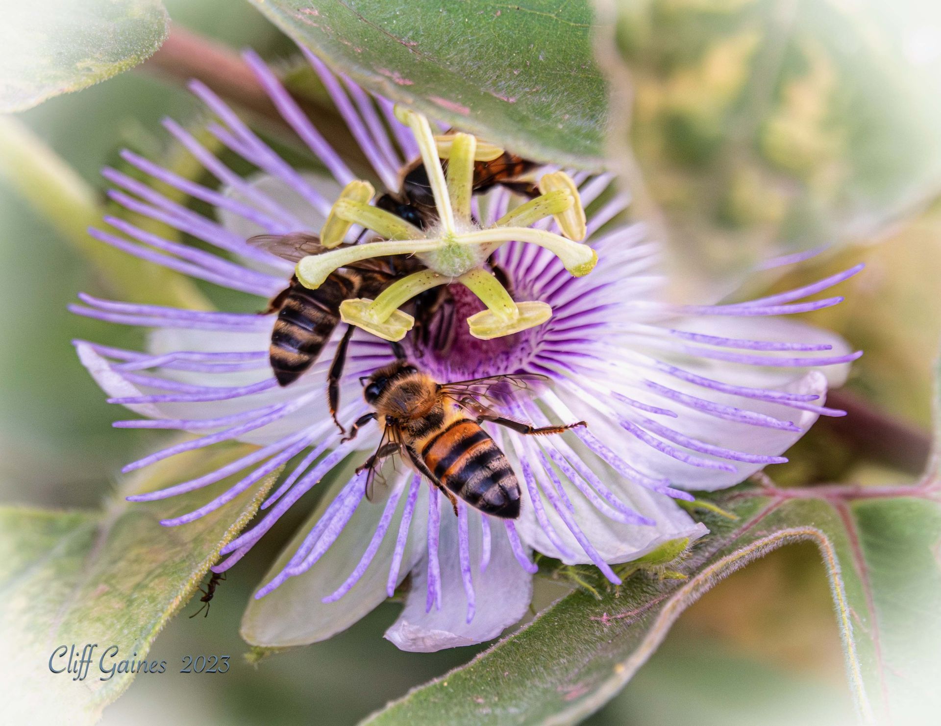Two bees are gathering nectar from a purple flower