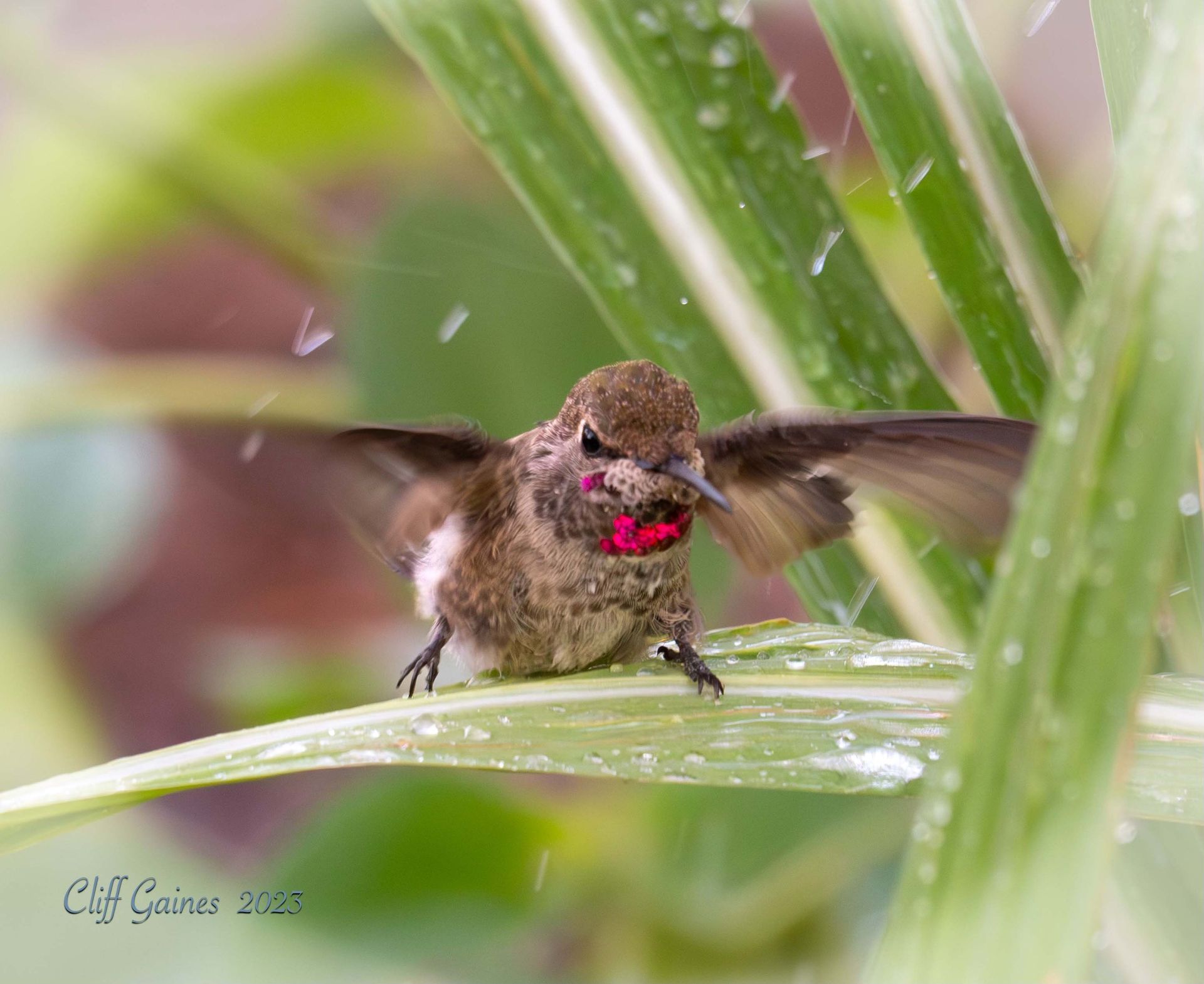 A hummingbird is sitting on top of a green leaf in the rain.
