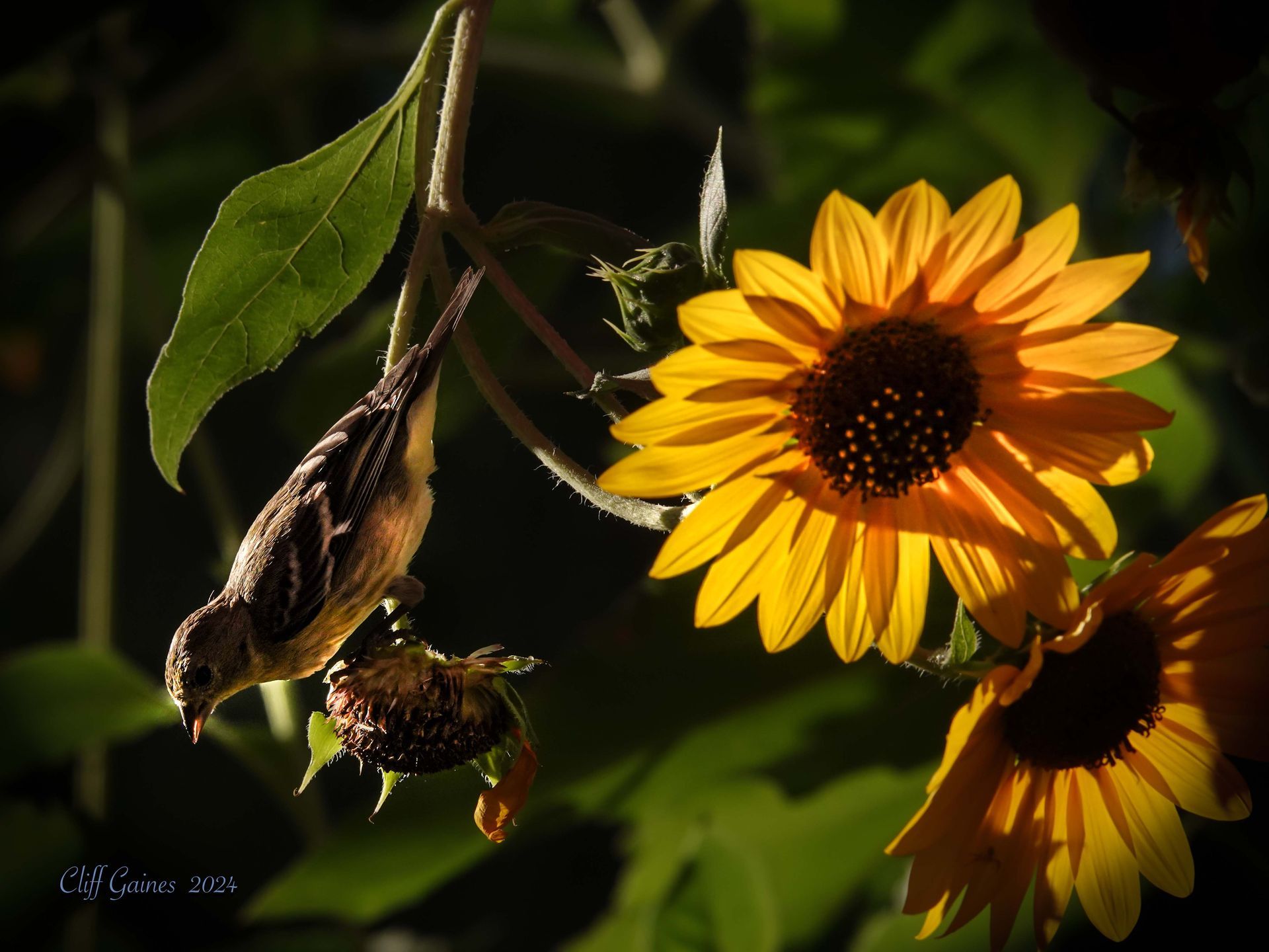 A small bird is perched on a sunflower branch