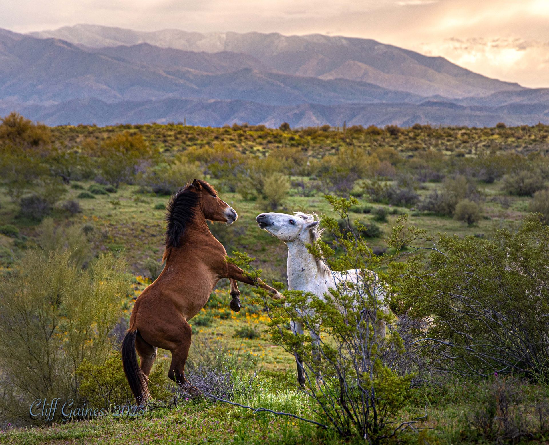 Two horses are standing on their hind legs in a field with mountains in the background.