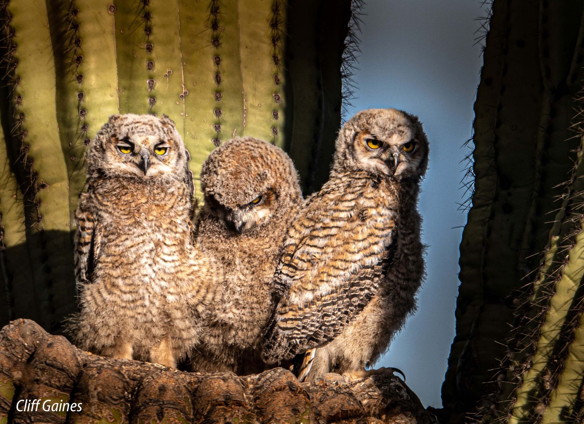 Three baby owls are sitting on a tree branch.