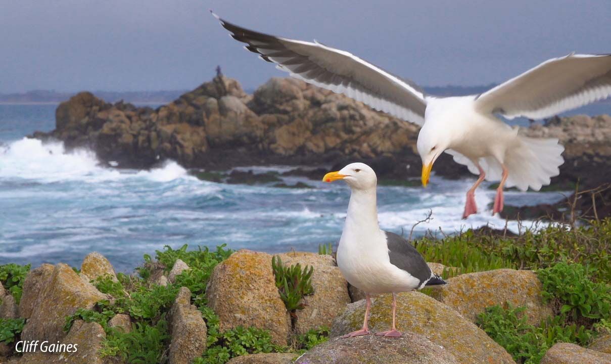 Two seagulls are standing on rocks near the ocean
