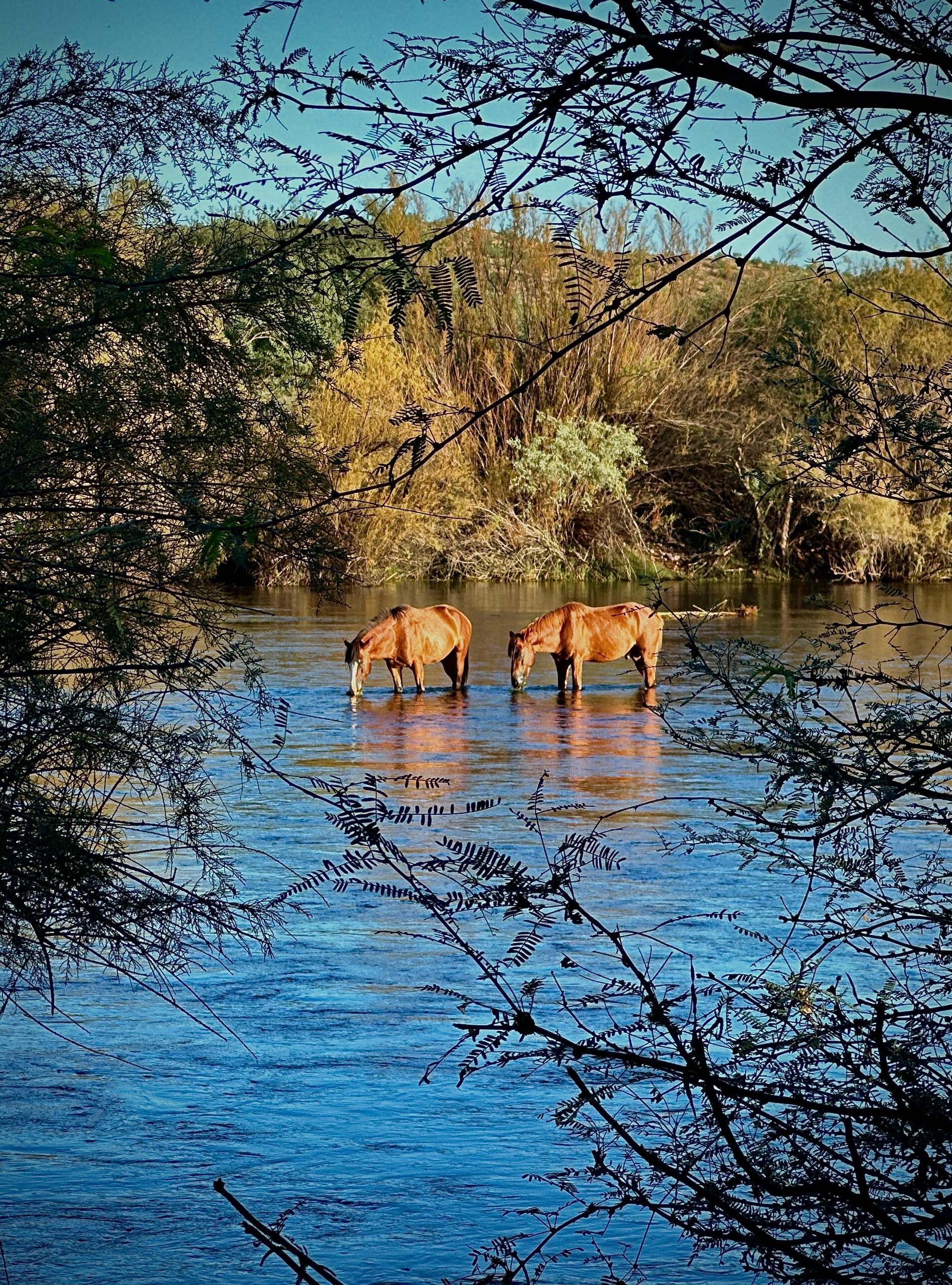 Two horses are drinking water from a river surrounded by trees.