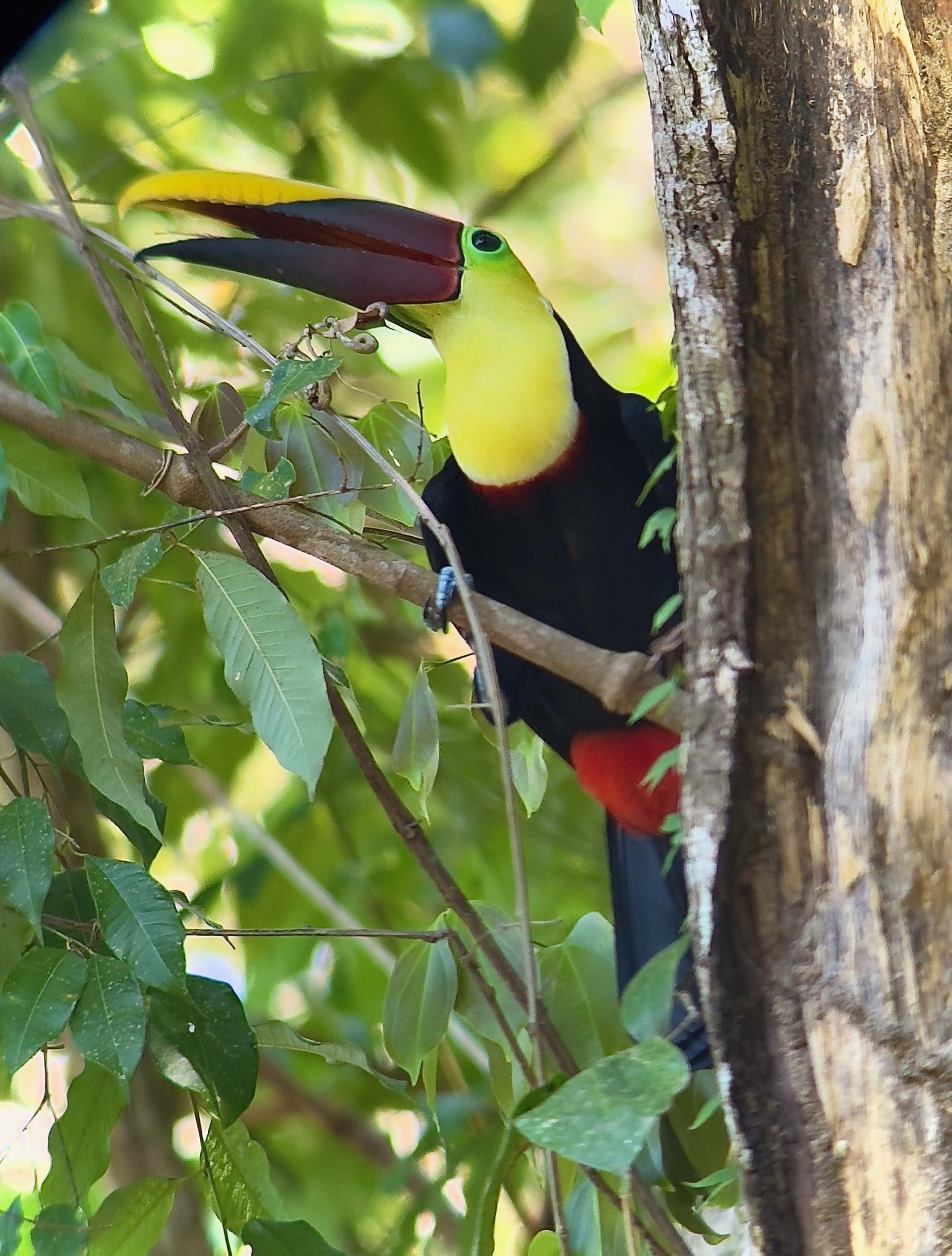 A bird with a yellow beak is perched on a tree branch