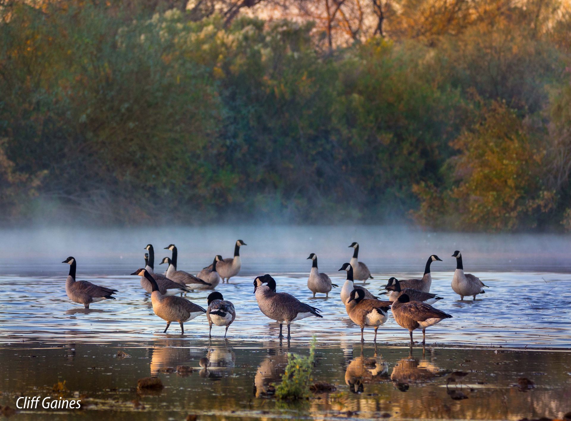 A flock of geese are standing in a lake on a foggy day.