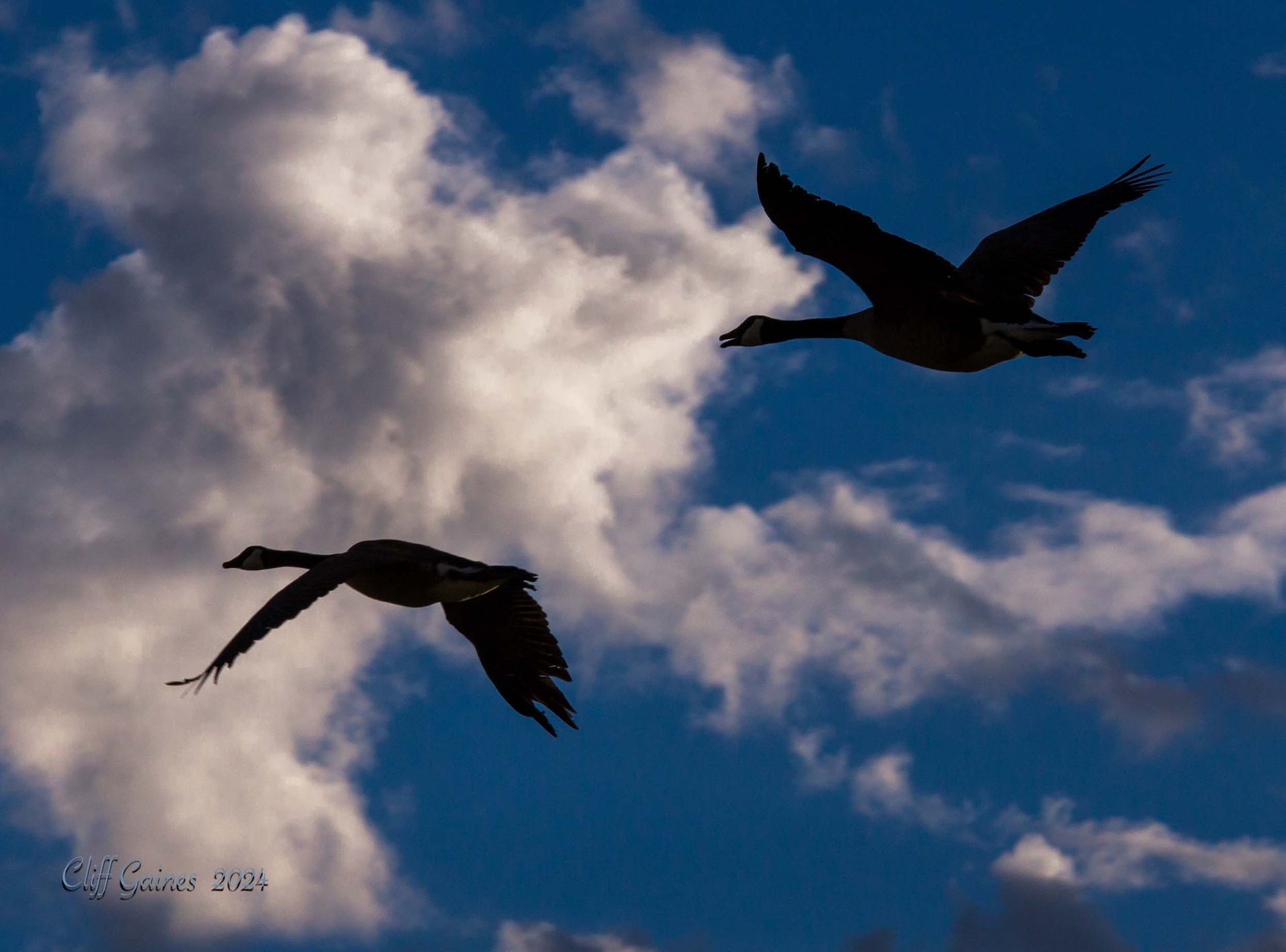 Two geese are flying in a cloudy blue sky