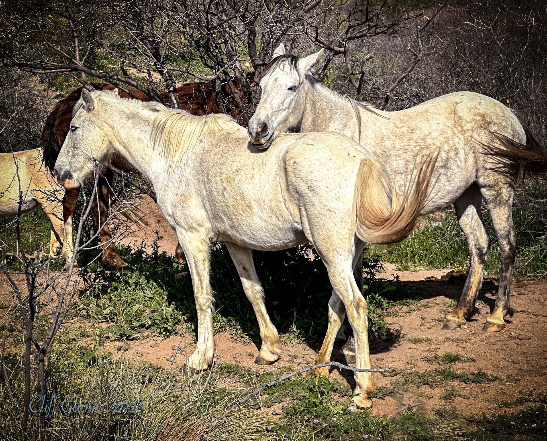 Two white horses are standing next to each other in a field.