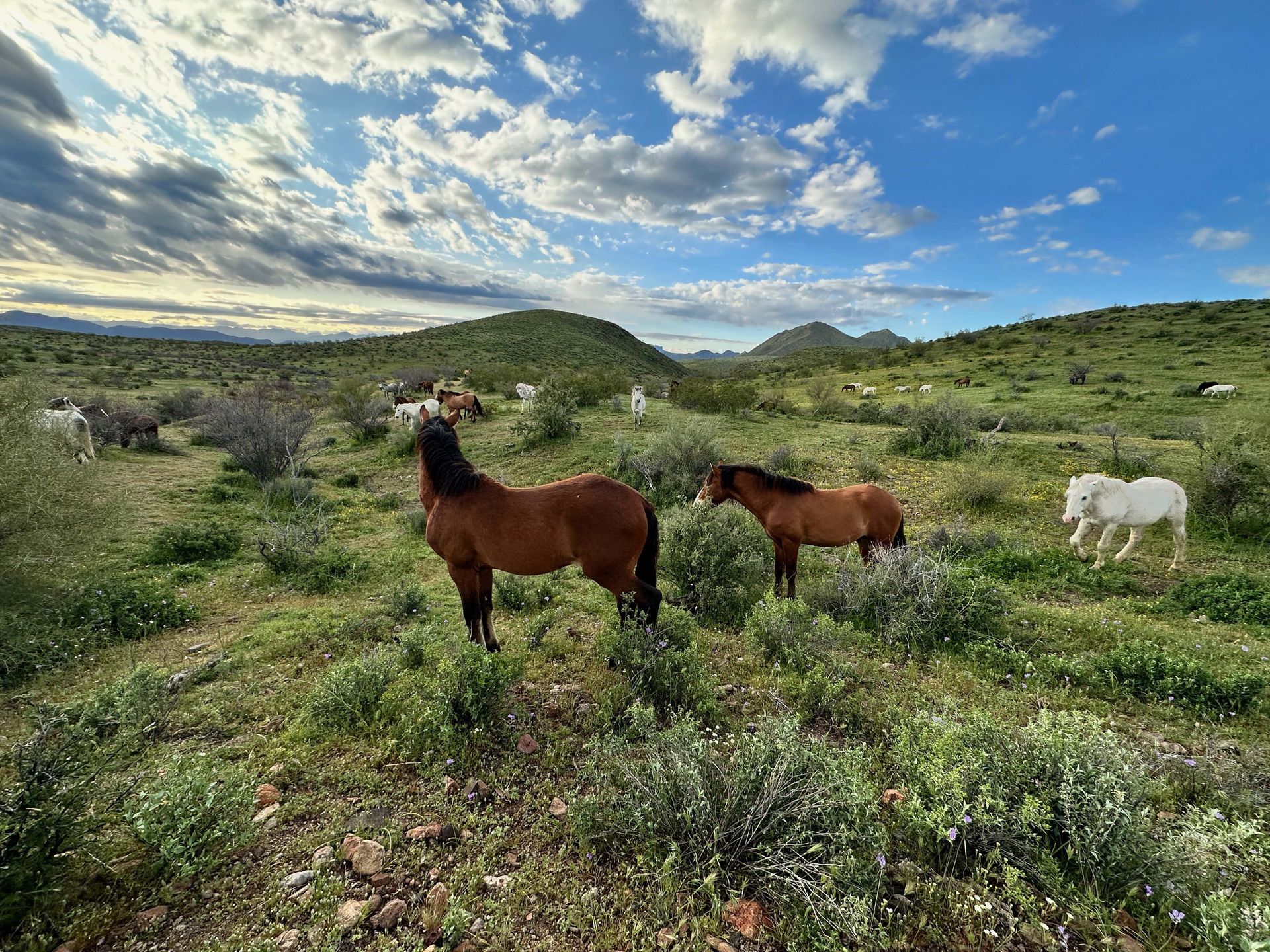 A herd of horses standing in a grassy field with mountains in the background.