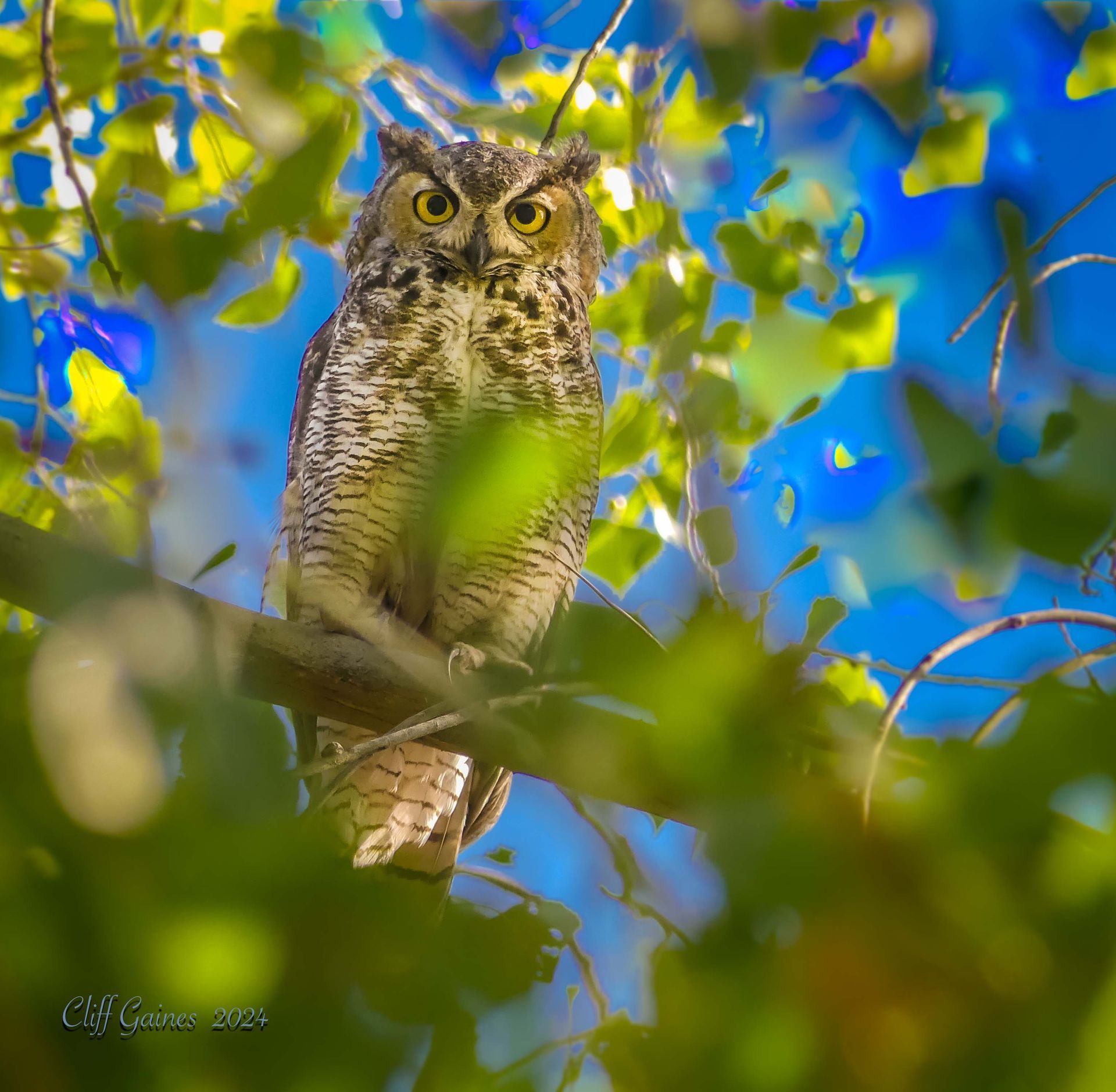 A great horned owl perched on a tree branch with a blue sky in the background.