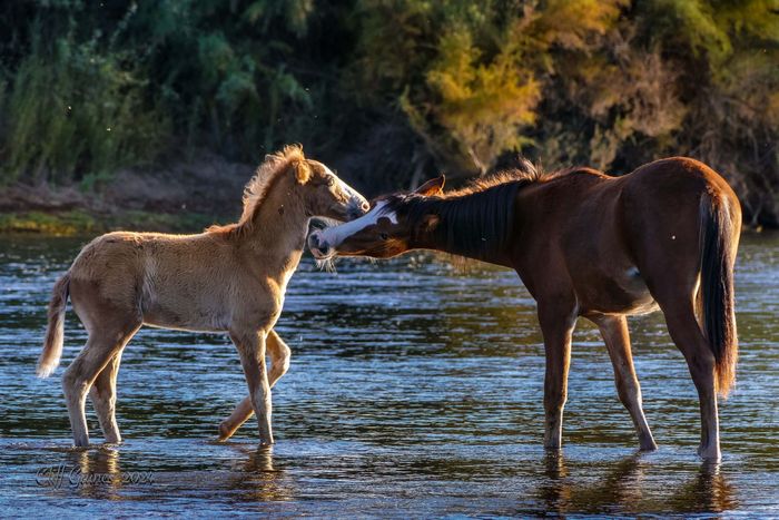 Two horses are standing in the water and playing with each other.