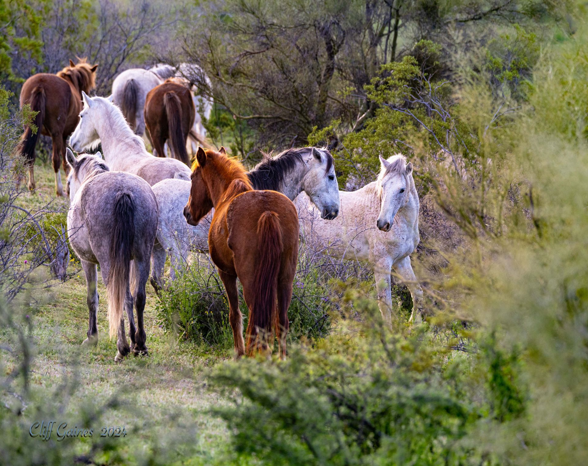 A herd of horses standing in a grassy field.