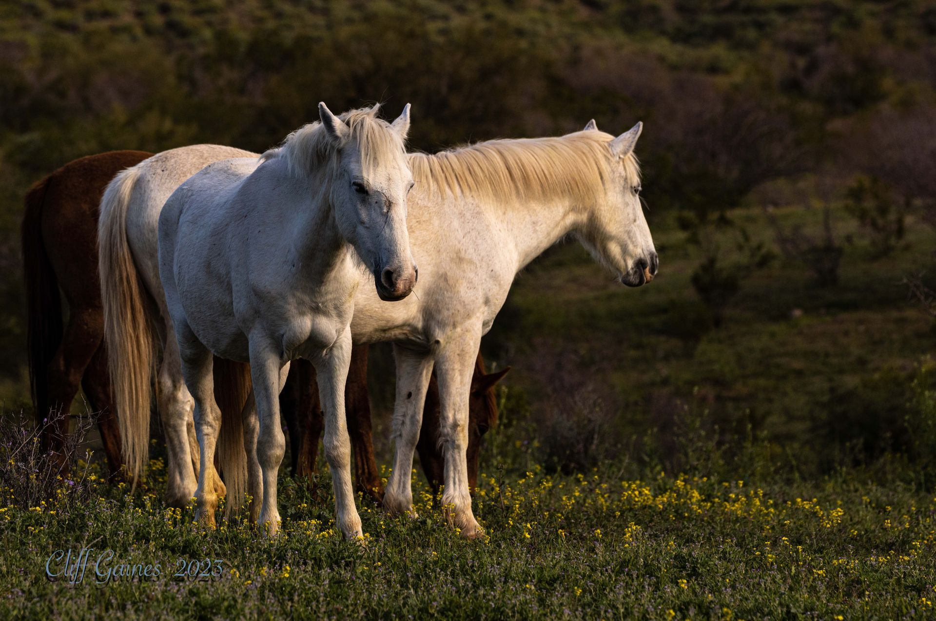Three horses are standing next to each other in a field.