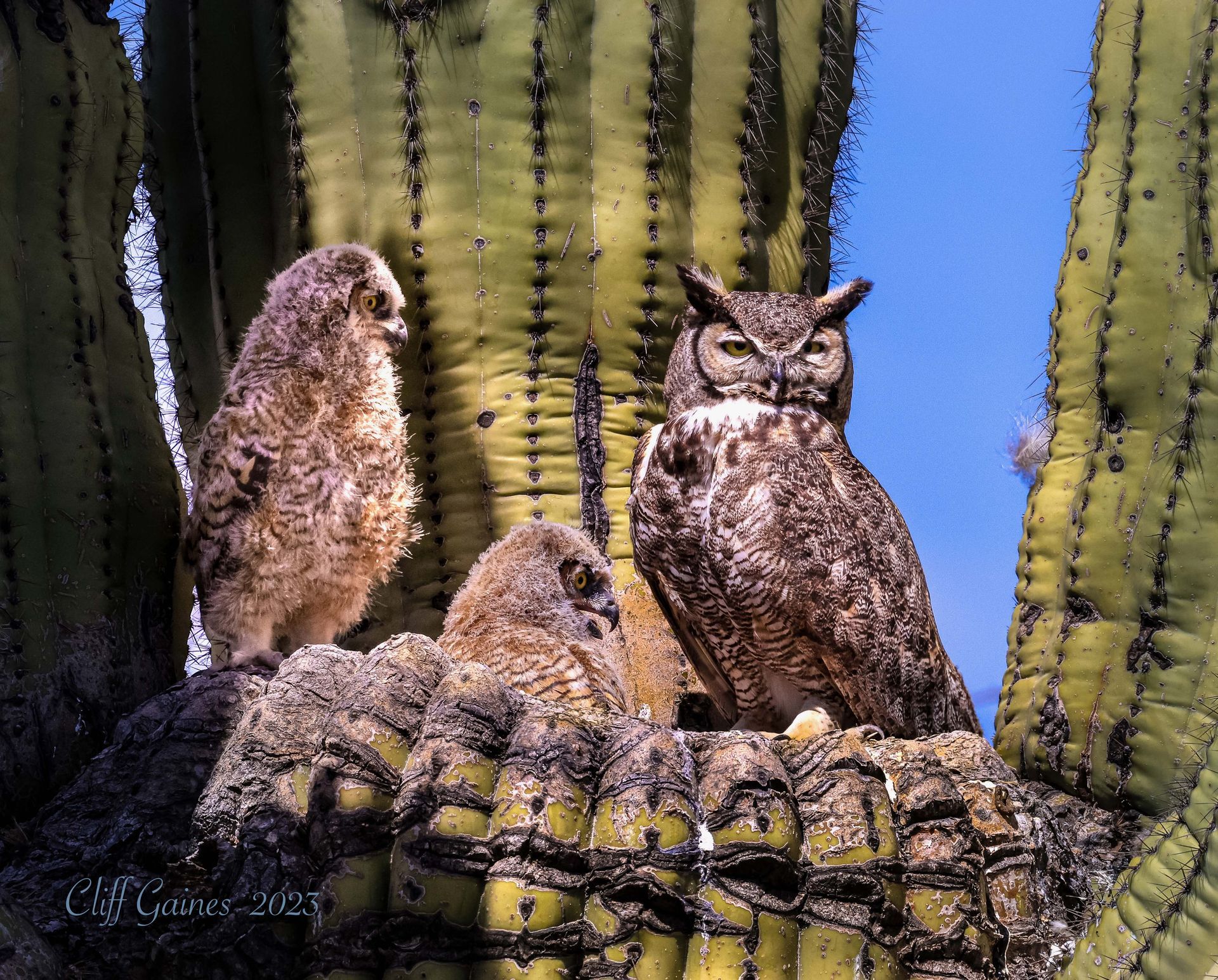 Three owls are sitting on top of a saguaro cactus