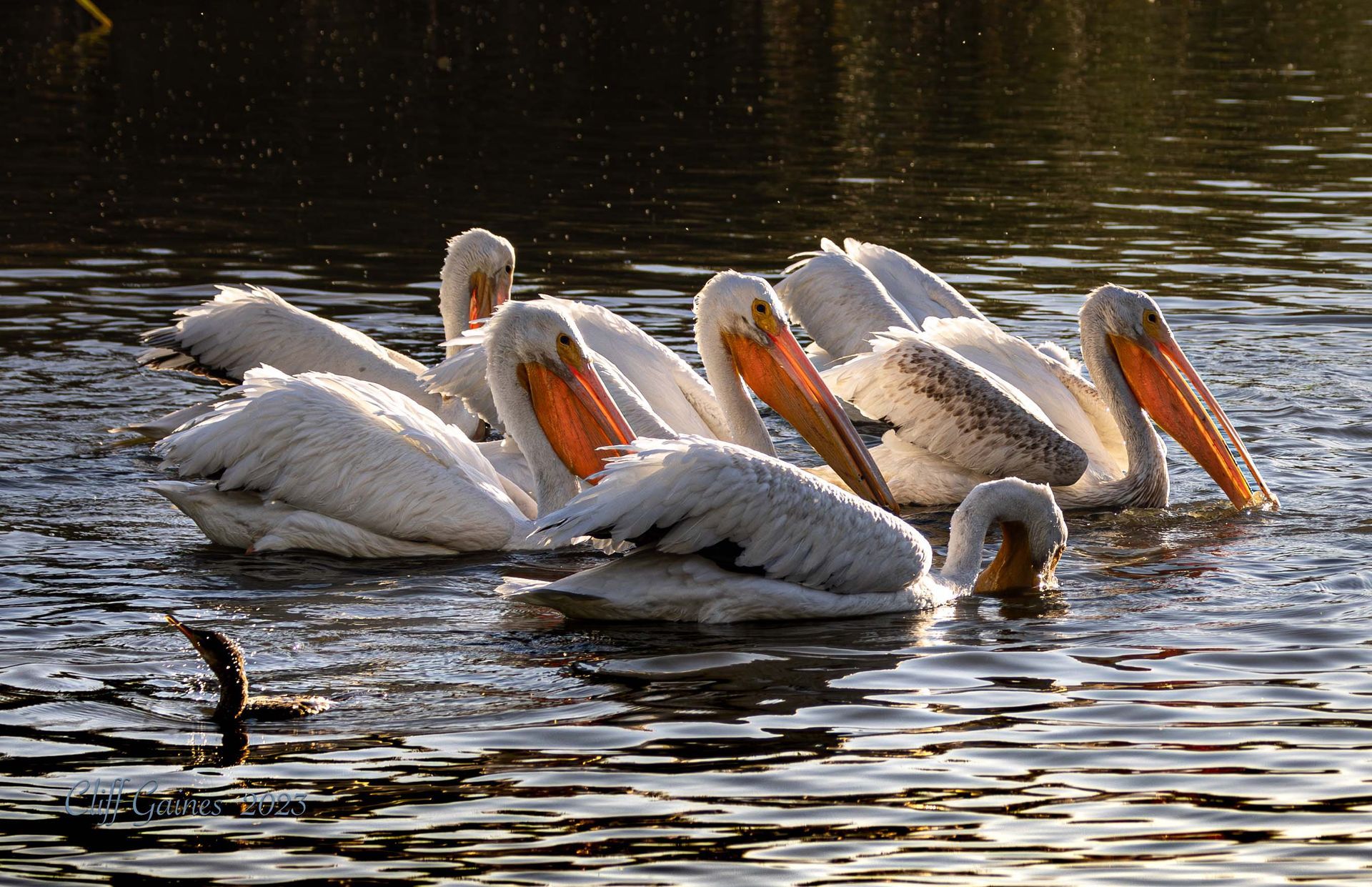 A flock of pelicans are swimming in the water
