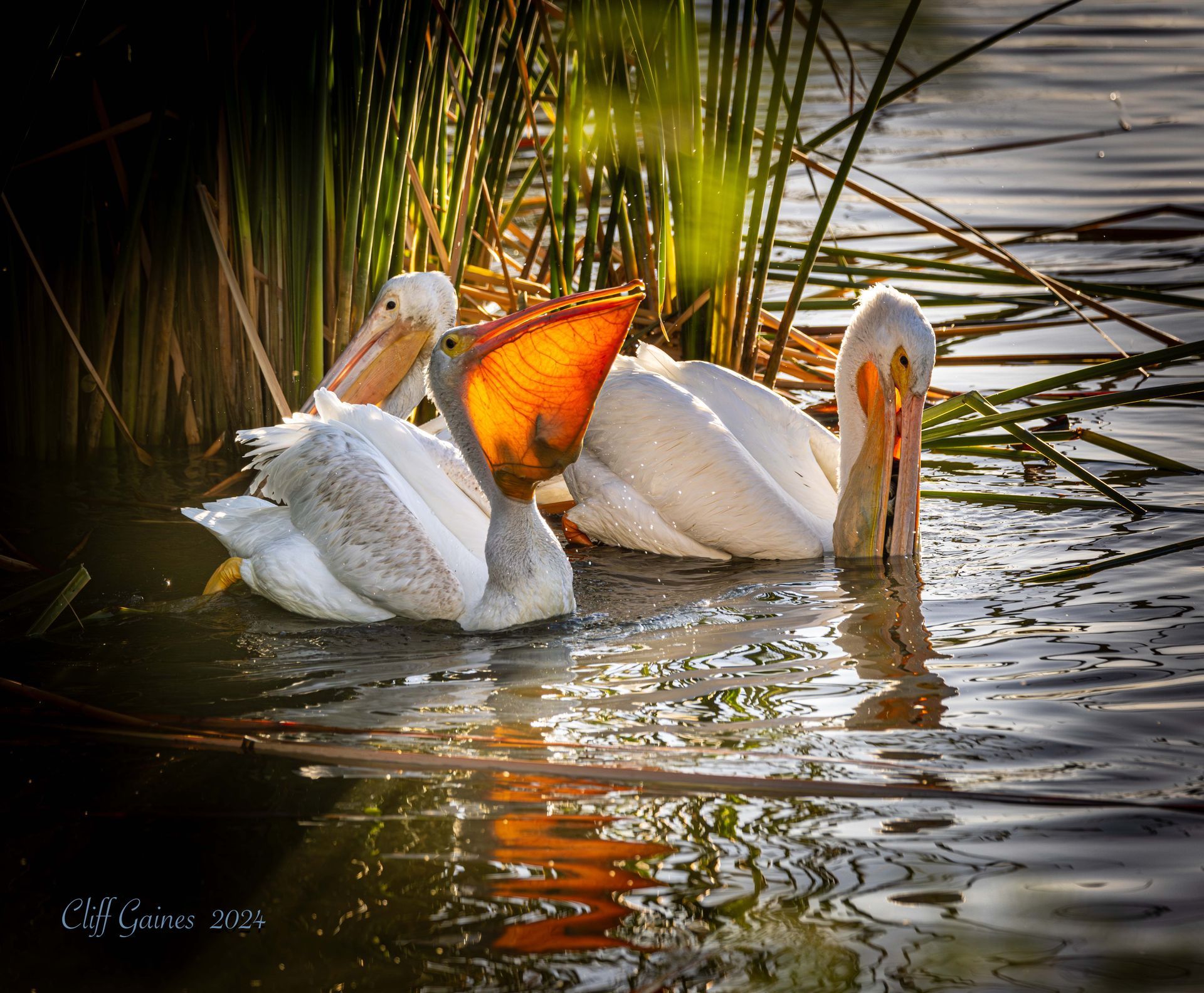 Two pelicans are swimming in the water with their beaks open