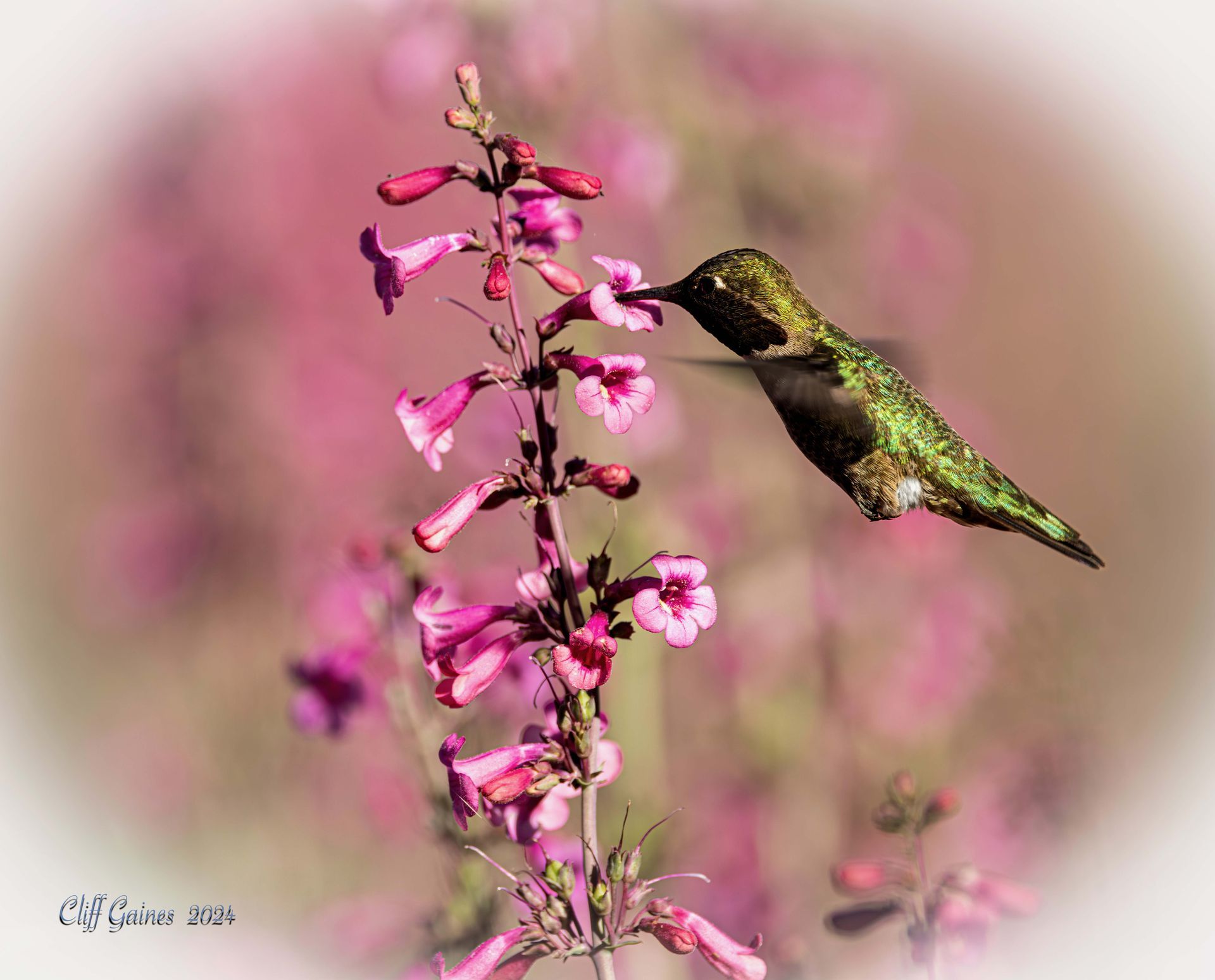A hummingbird is drinking nectar from a pink flower.