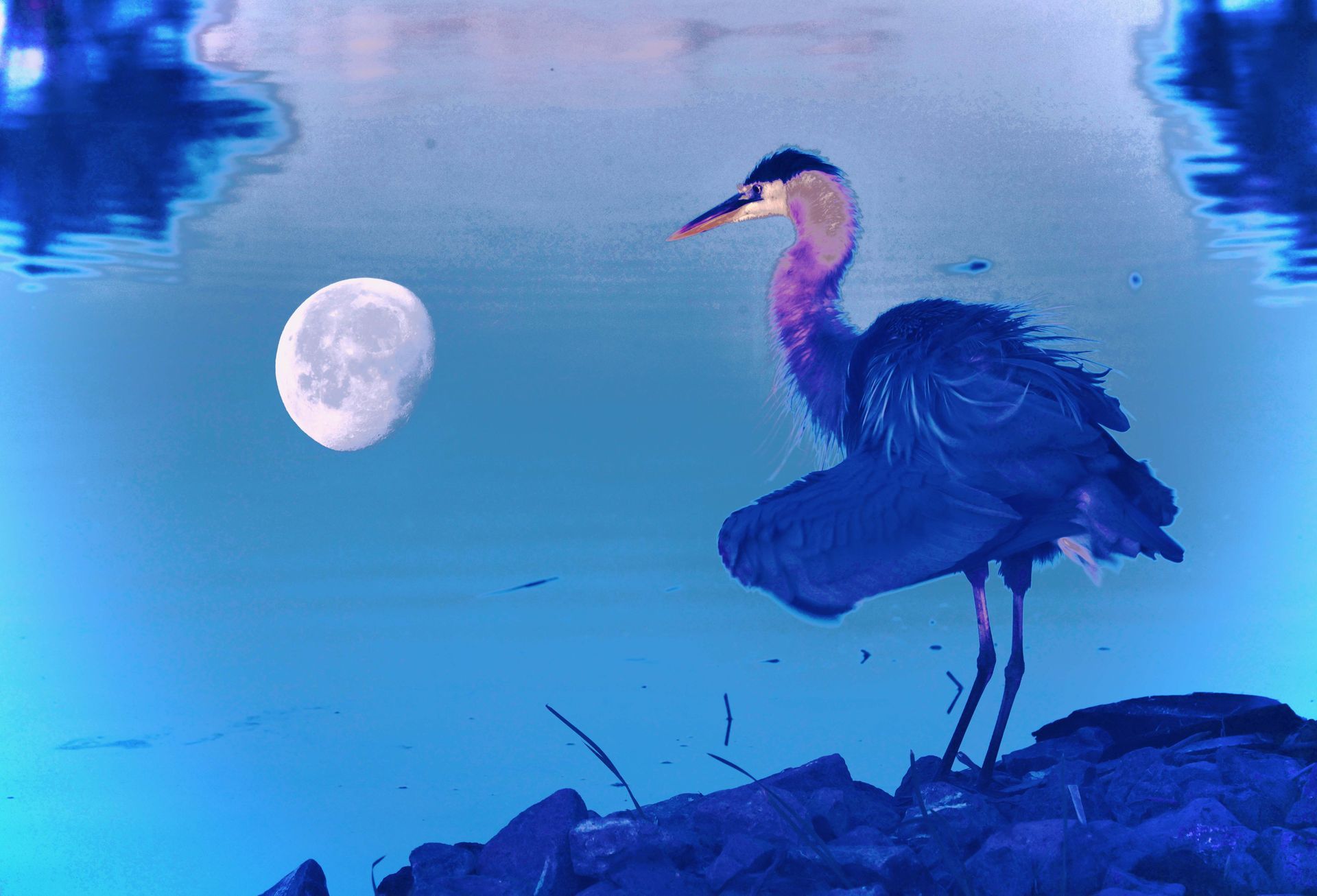 A bird is standing on a rock in the water with a full moon in the background.