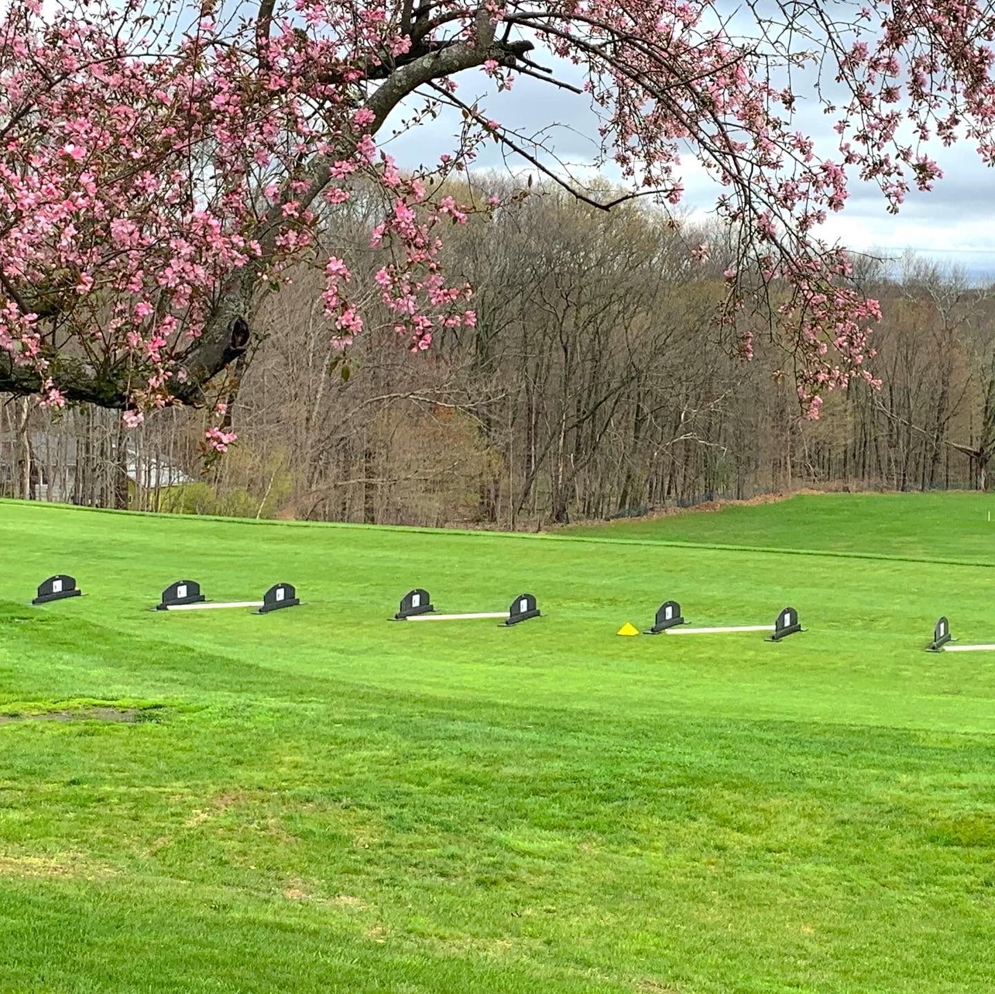 A row of golf balls are lined up on a golf course with a tree in the background.