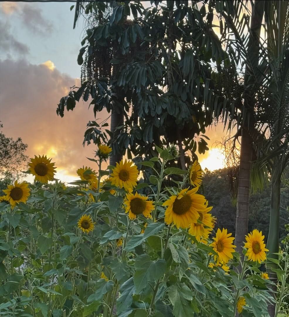 Sunflowers blooming in a field against a sunset sky, with tall trees in the background.