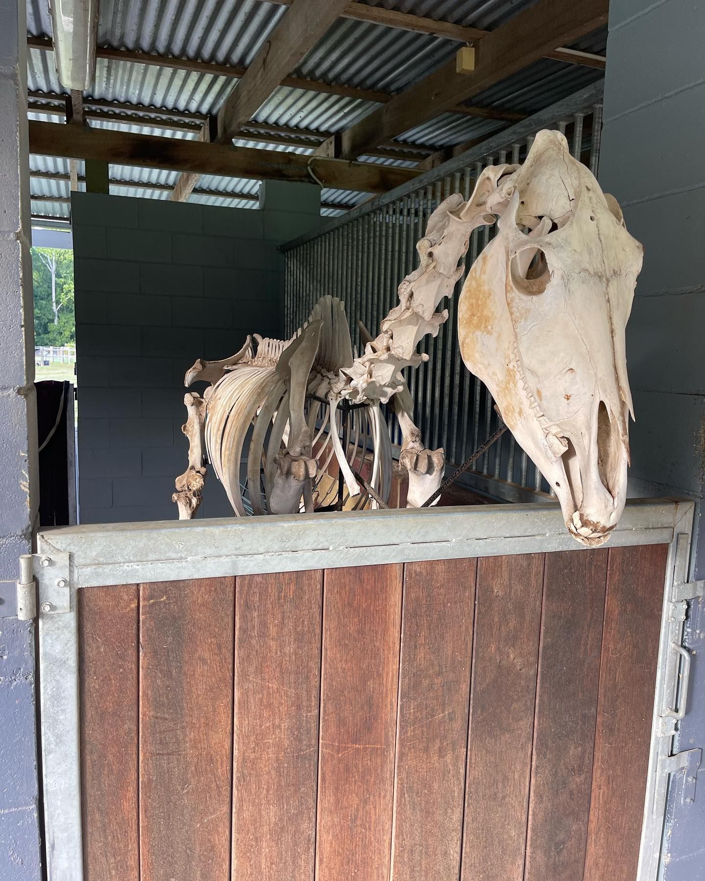A horse skeleton stands in a stable stall, head visible over the wooden door, showing the rib cage and spine.