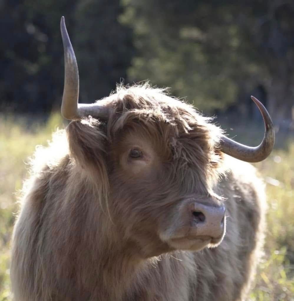 Moofy of Bexland - Highland Cow