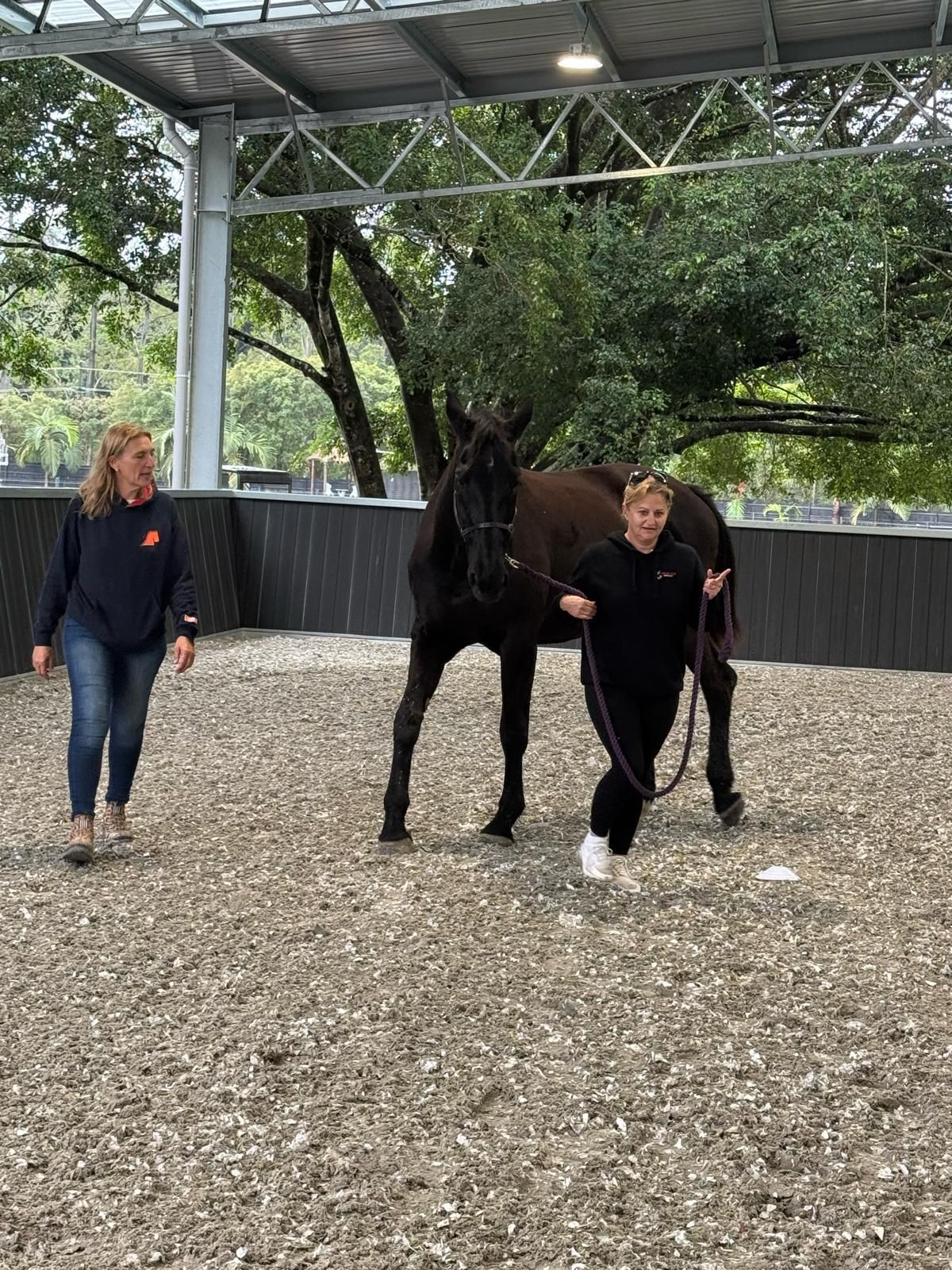 Corporate Equine Team Building Event at Bexland near Noosa Sunshine Coast