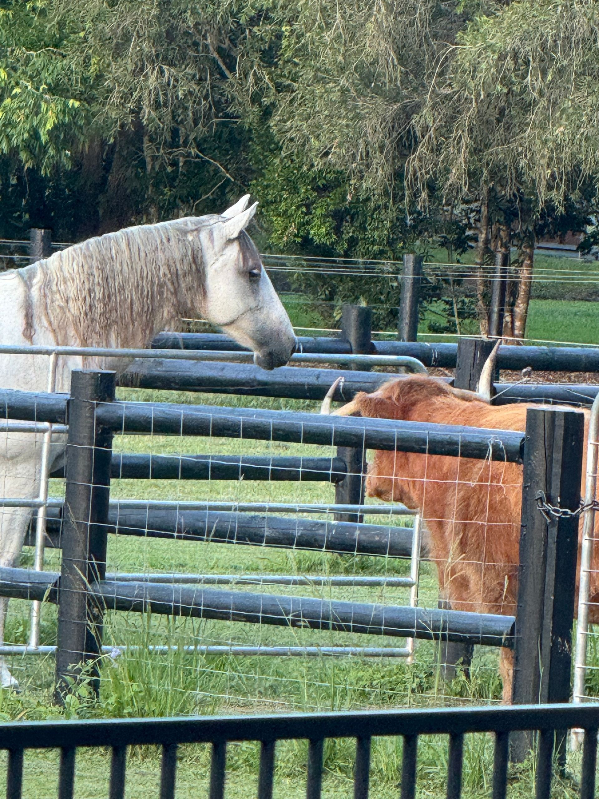 Ernie the Andalusian PRE one of our team building superstars at bexland near noosa