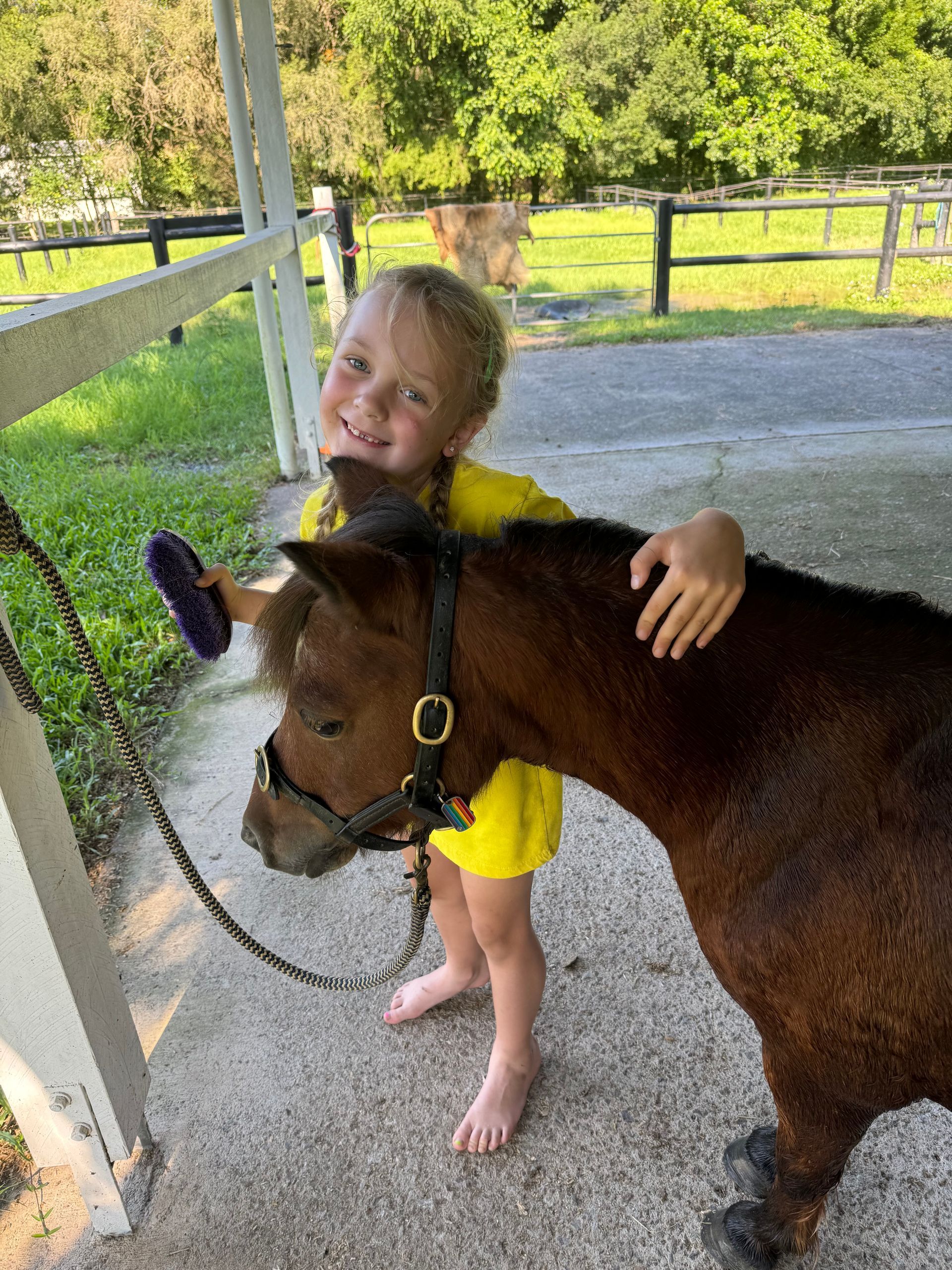 Willow grooming Sonny  the mini shetland who is part of the Pony Pals Program at Bexland near Noosa Sunshine Coast