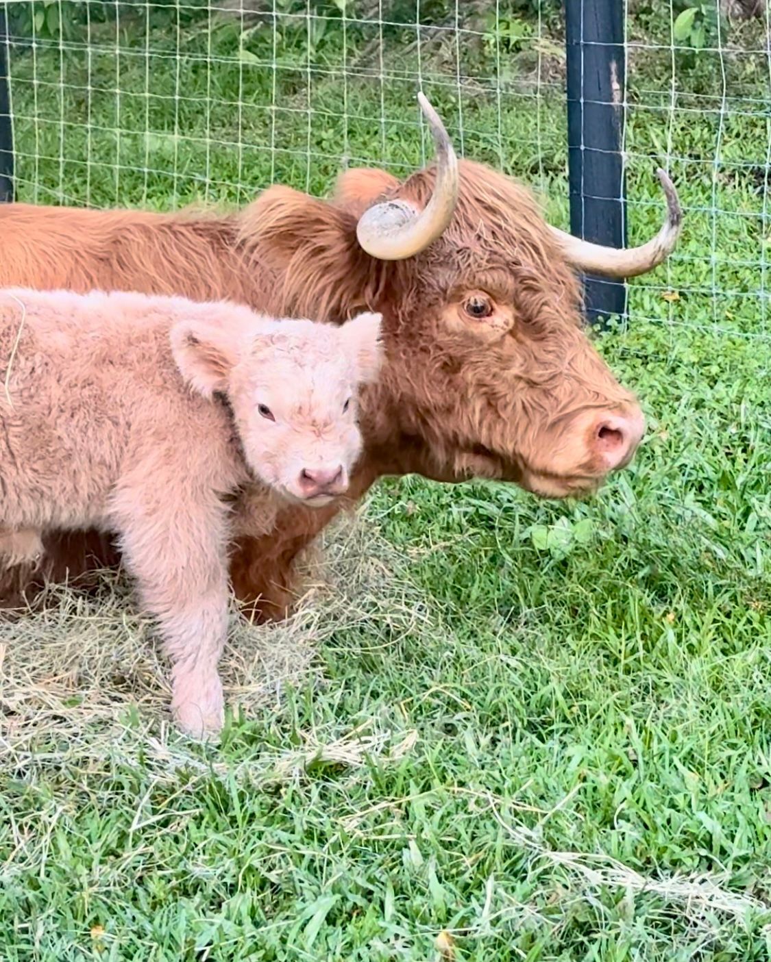 Moofy and Micky D Highland Cows at Bexland Noosa Hinterland