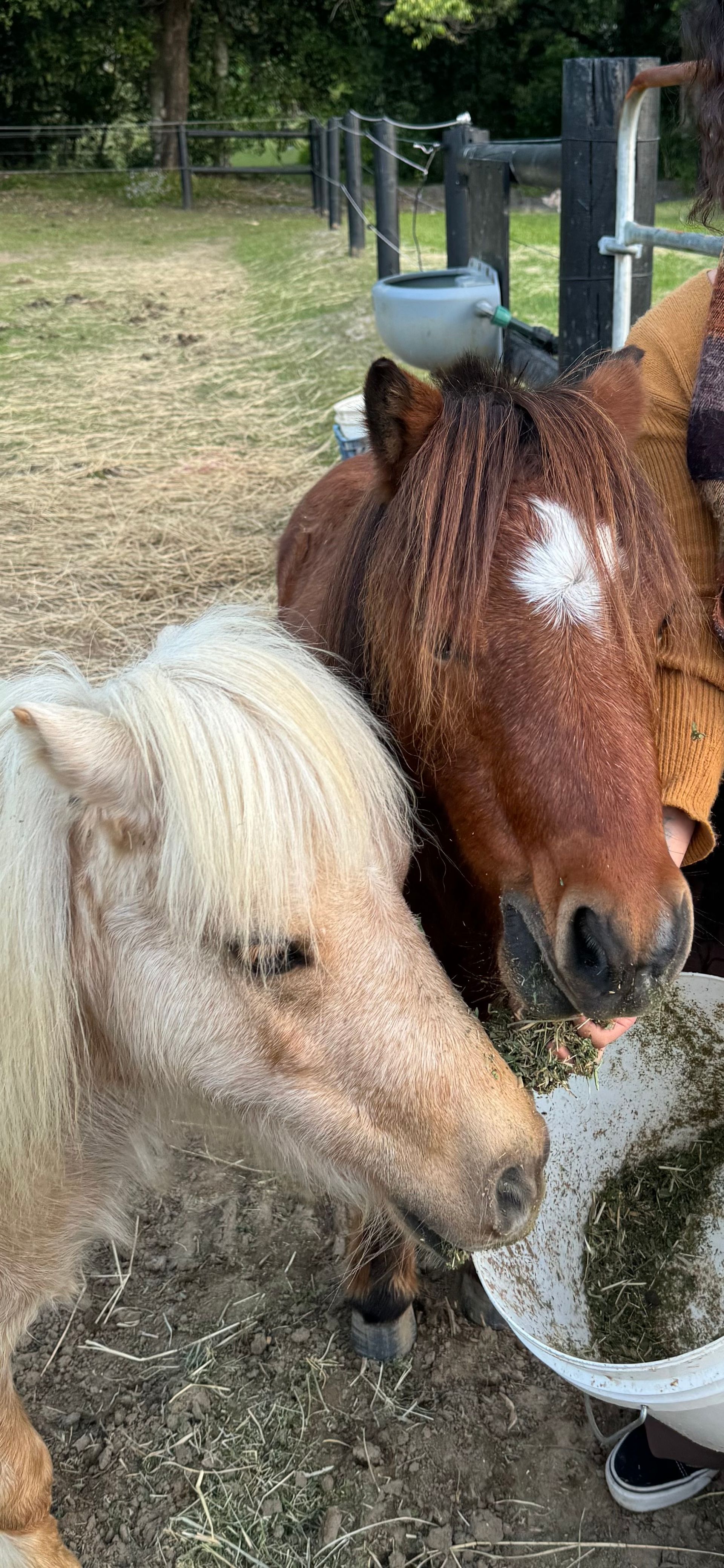 Barbie and Sonny the Mini Shetlands part of the Pony Pals Program at Bexland near Noosa