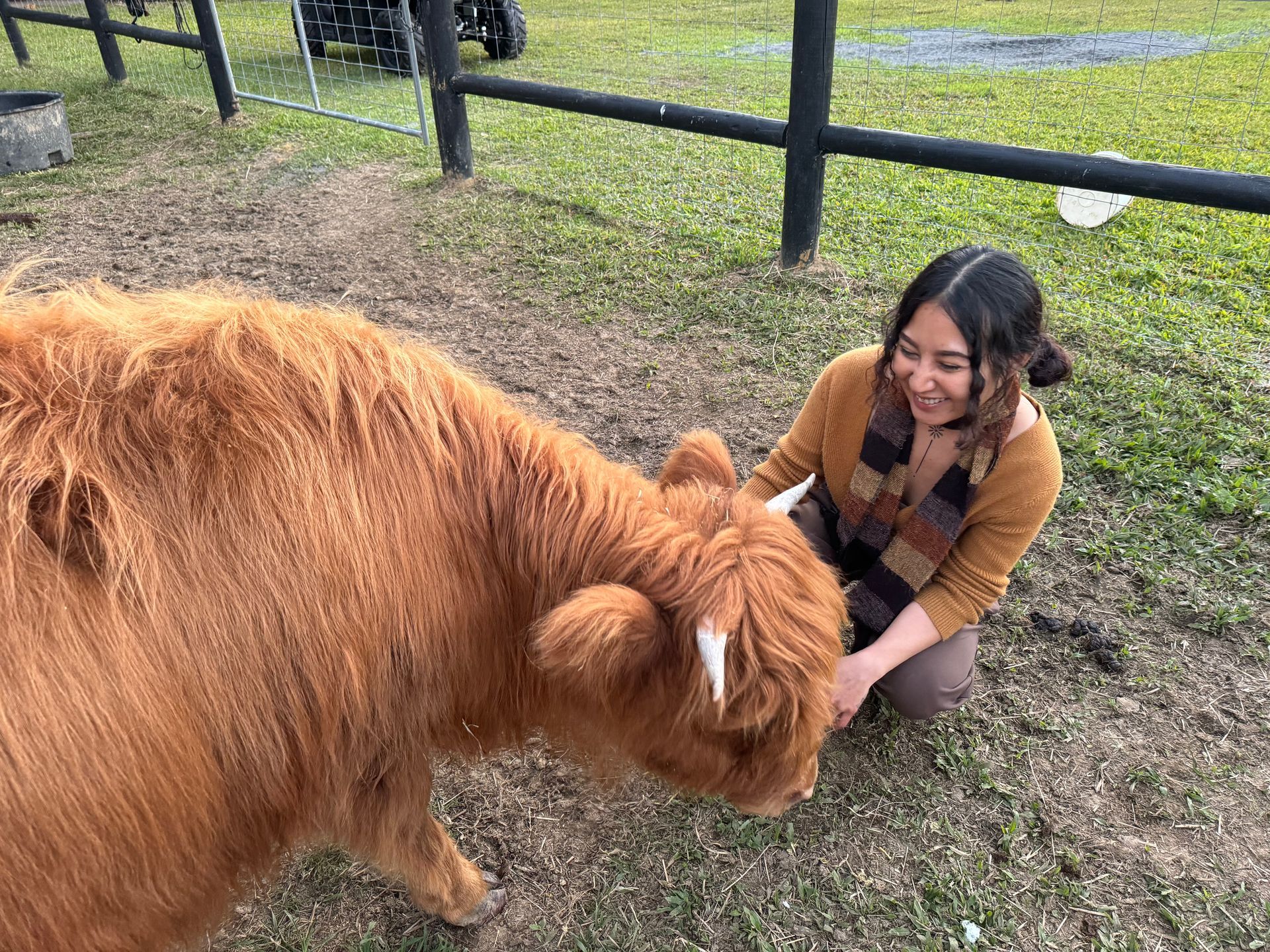 HIghland Cow Experience with Mootilda the Highland Cow at Bexland  Noosa Sunshine Coast 